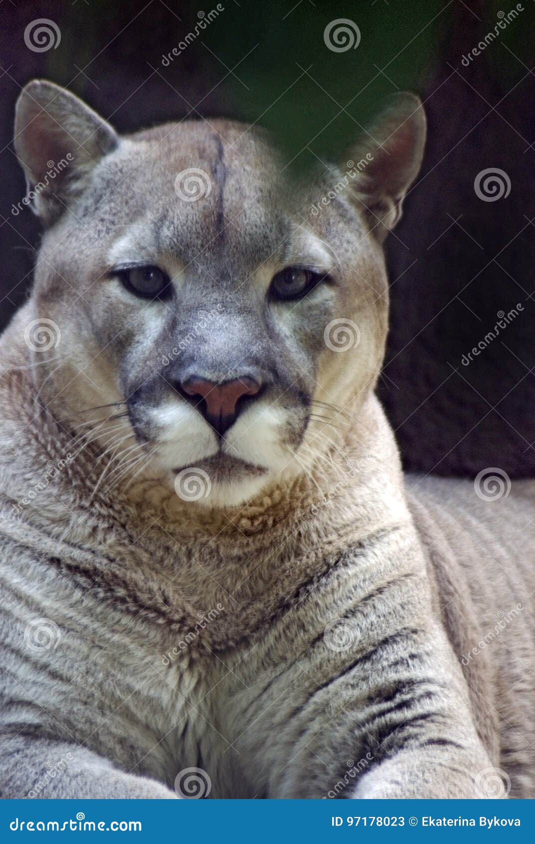 q es un puma