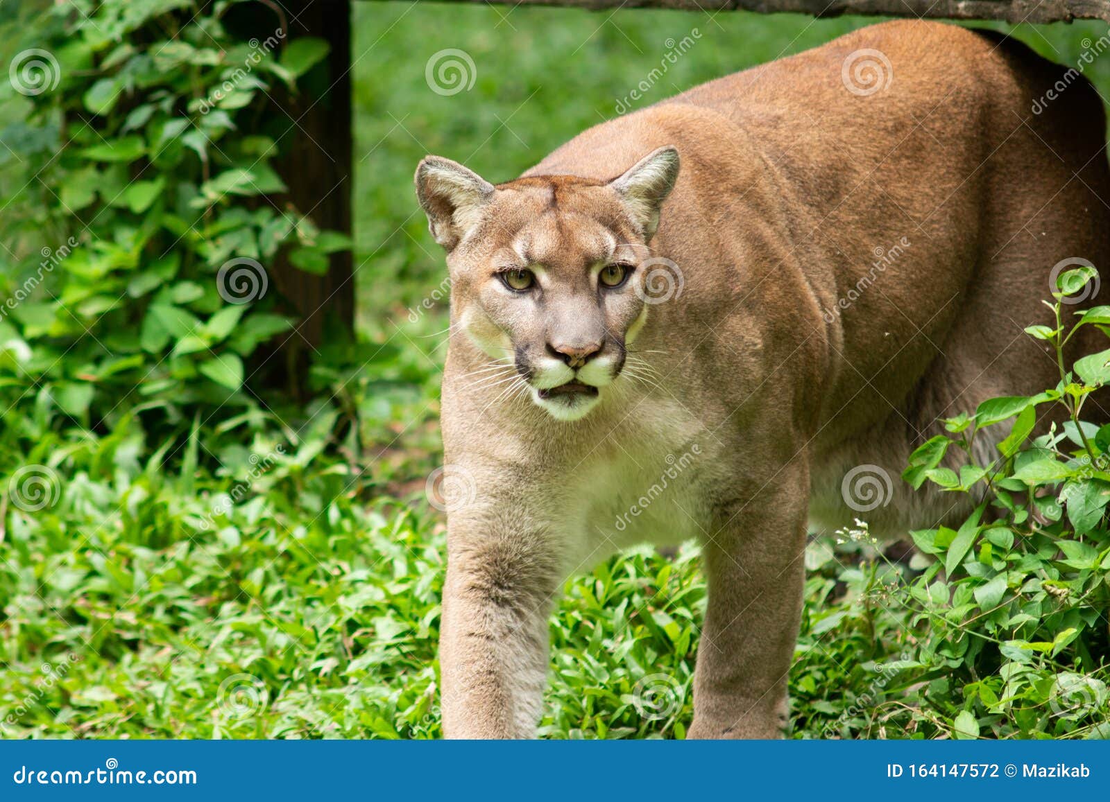 Puma or Cougar stock photo. Image of light, puma, america 164147572