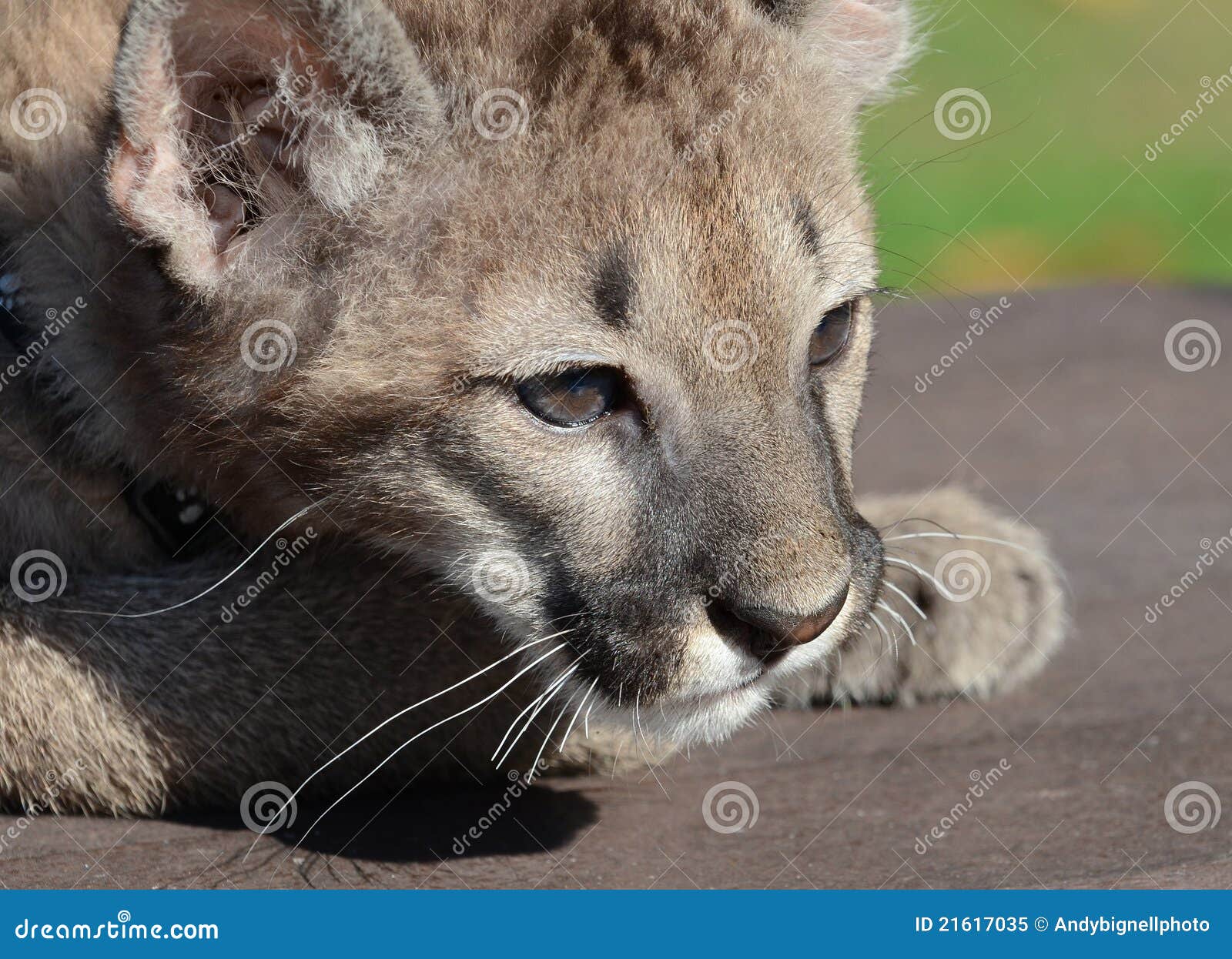 Puma Cub stock image. Image of feline, puma, mountain 21617035