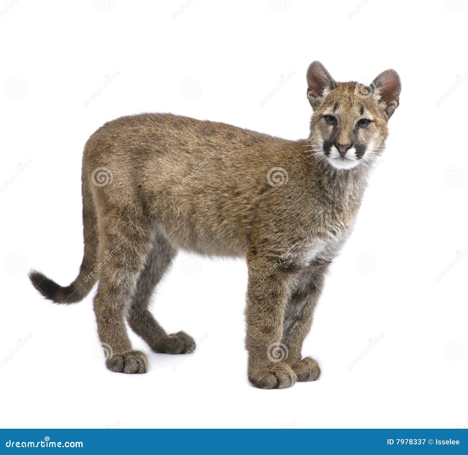 Puma Cub Puma Concolor (3,5 Months) Stock Image Image of shot, white 7978337