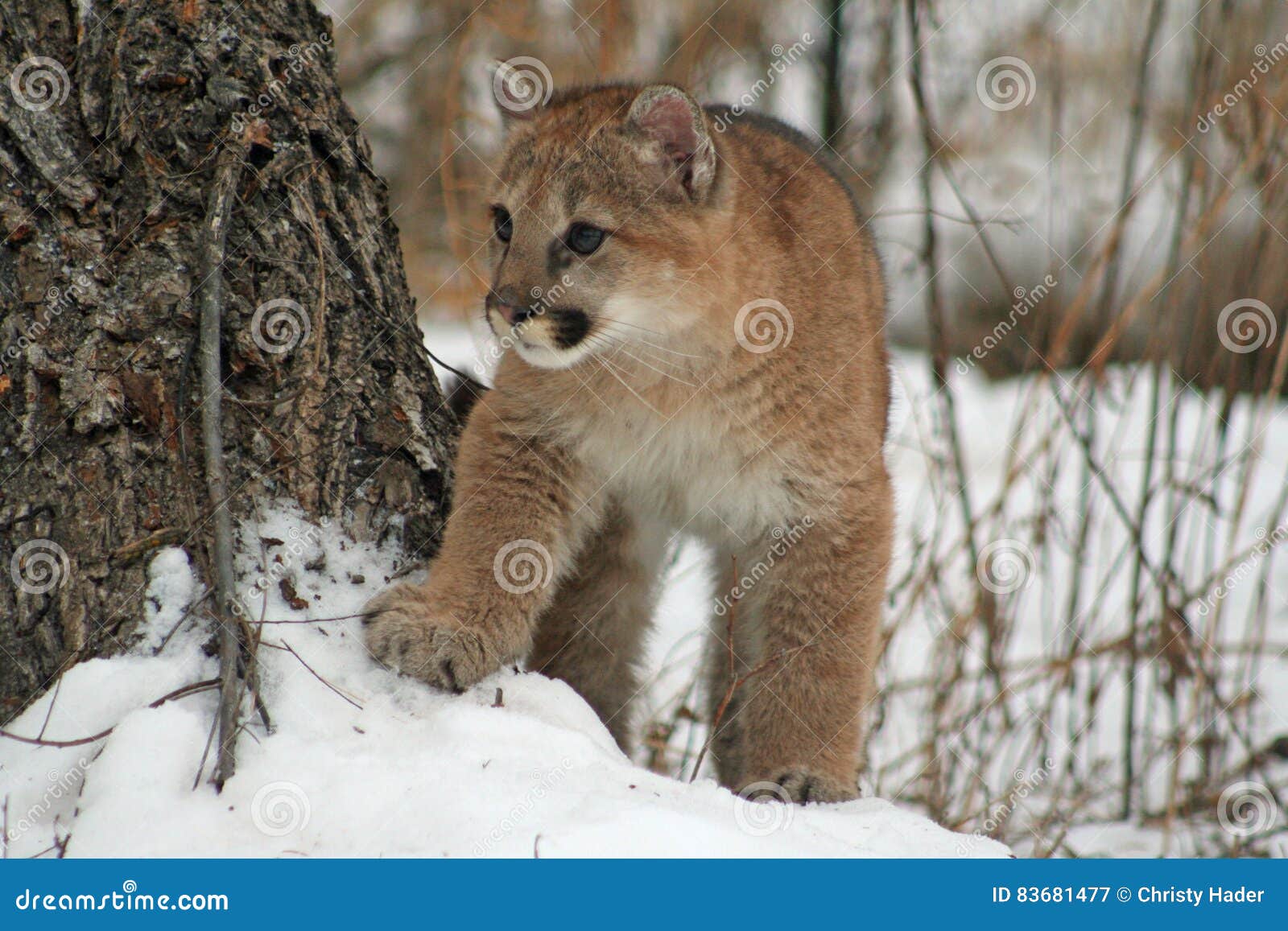 le bébé puma