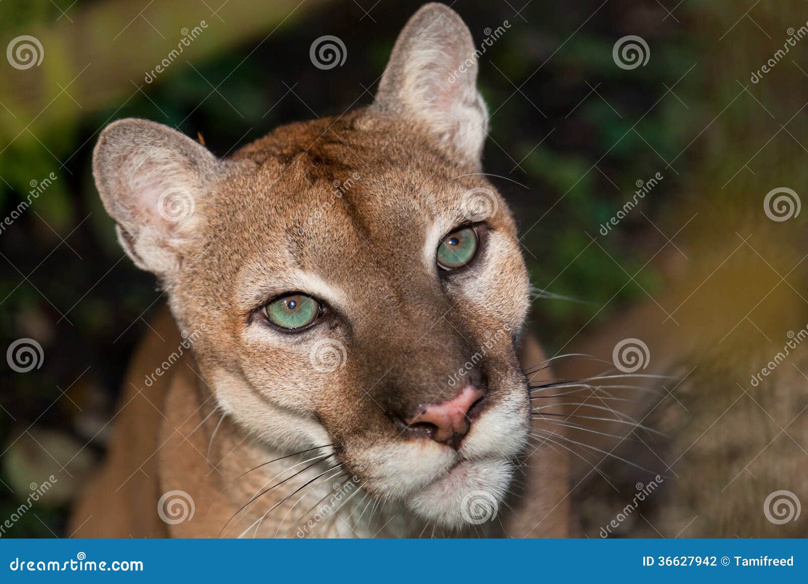 Puma de ojos verdes foto de archivo. Imagen de hermoso - 36627942