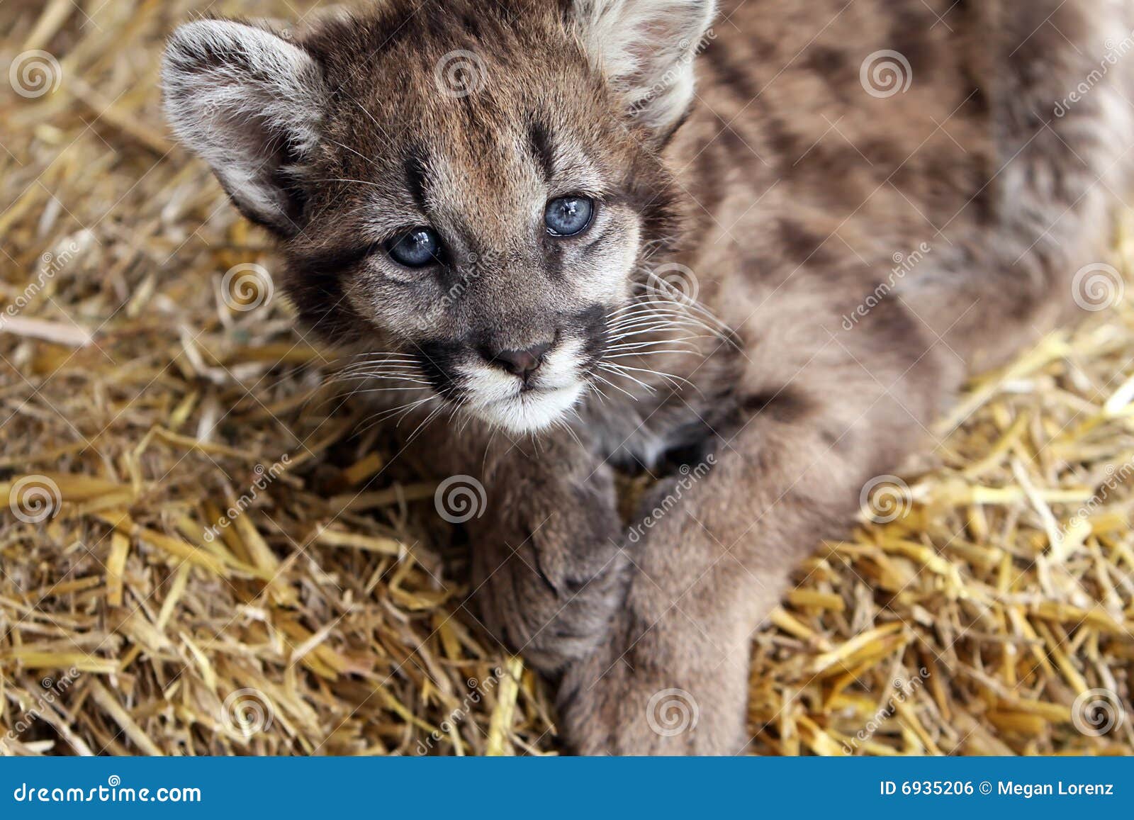 Puma del bebé foto de archivo. Imagen de bebé, puma - 6935206