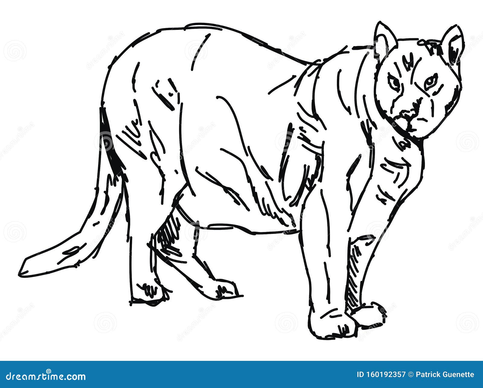 Puma Drawing, Illustration, Vector Stock Vector Illustration of