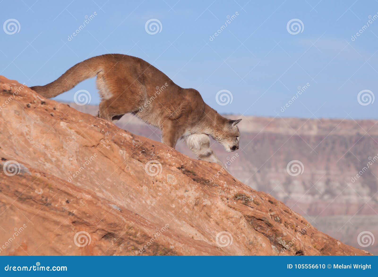 puma del desierto