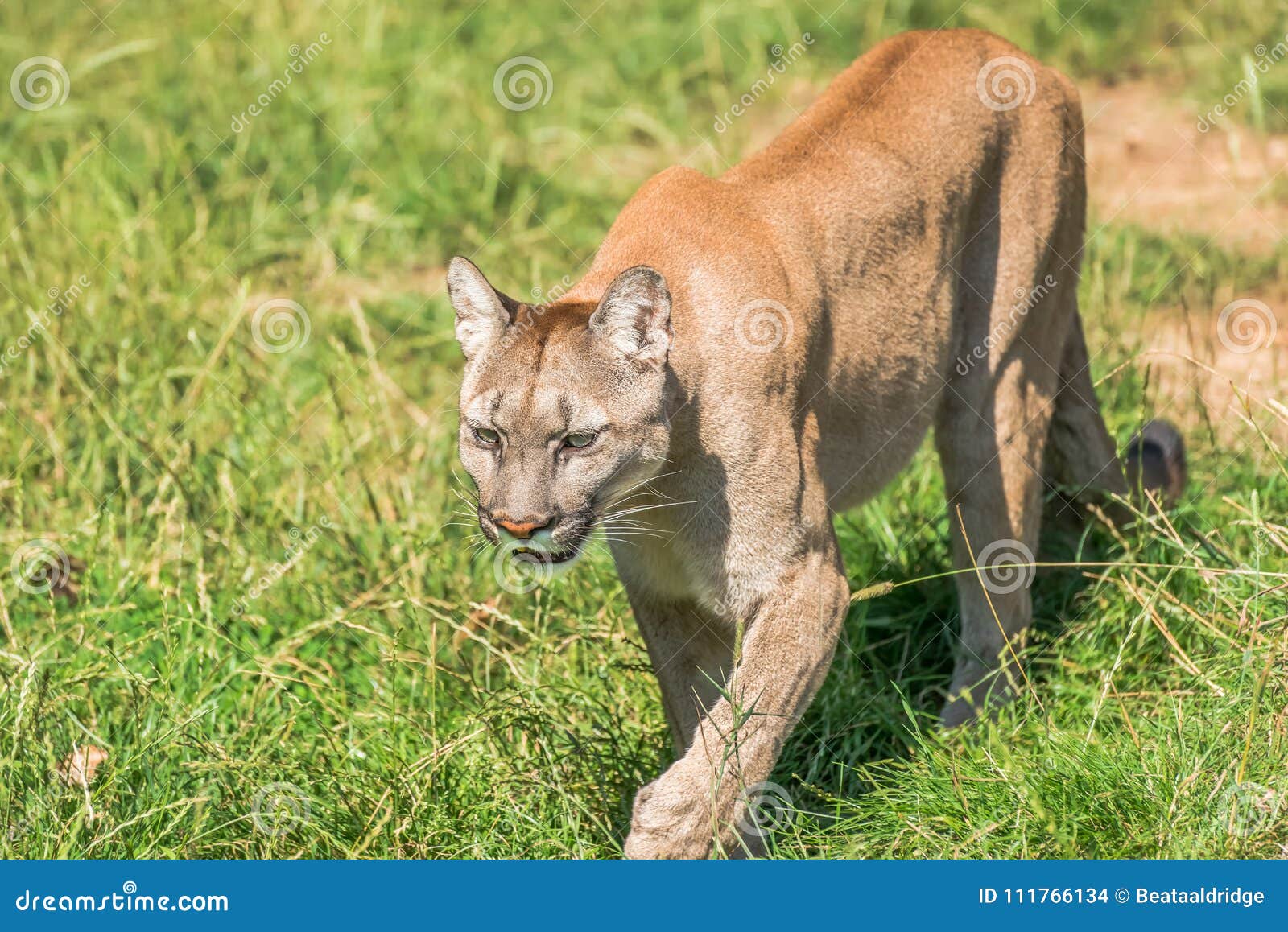 Puma Felis Concolor Stock Photo Image Of Mountain Habitat 111766134