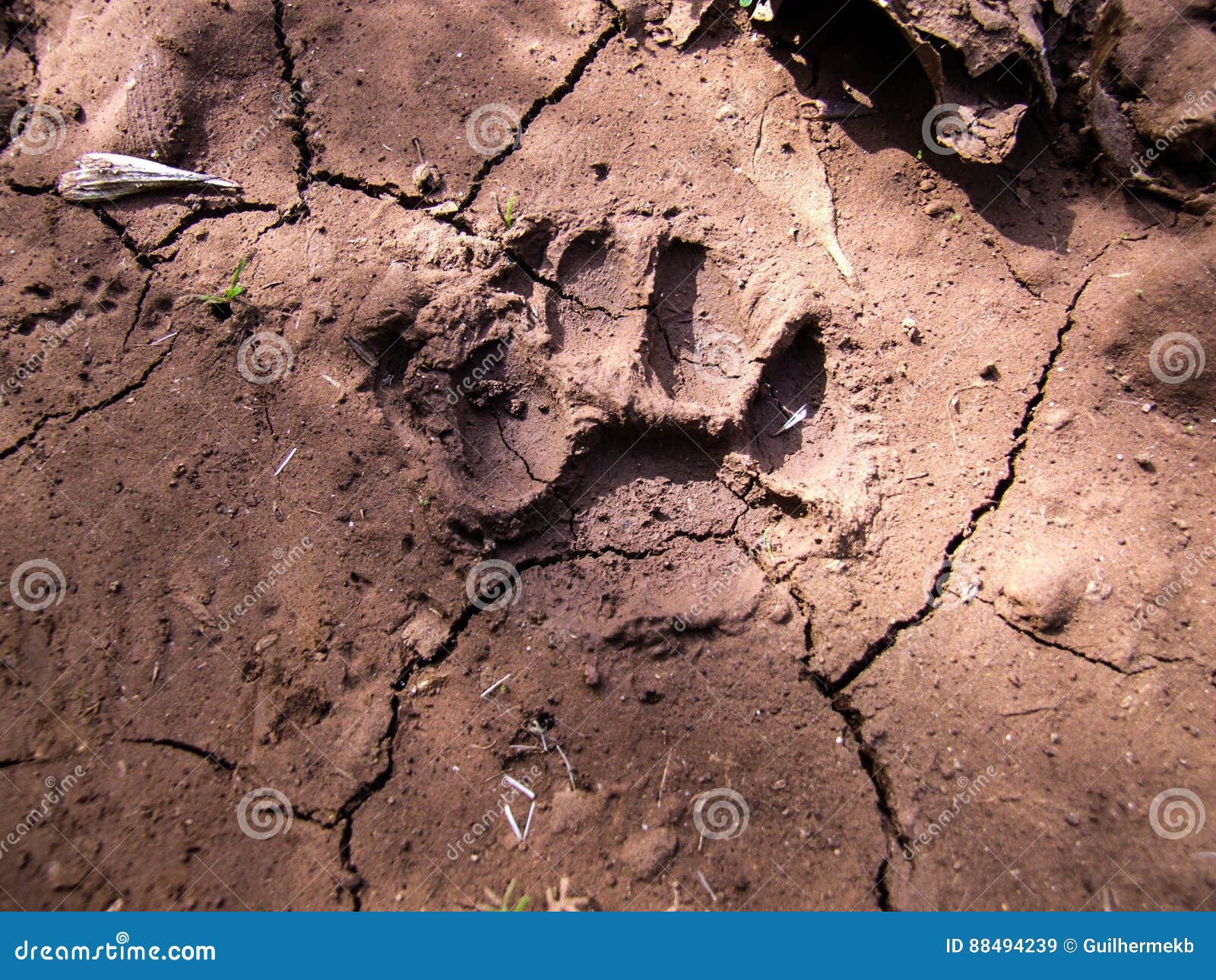 puma footprint