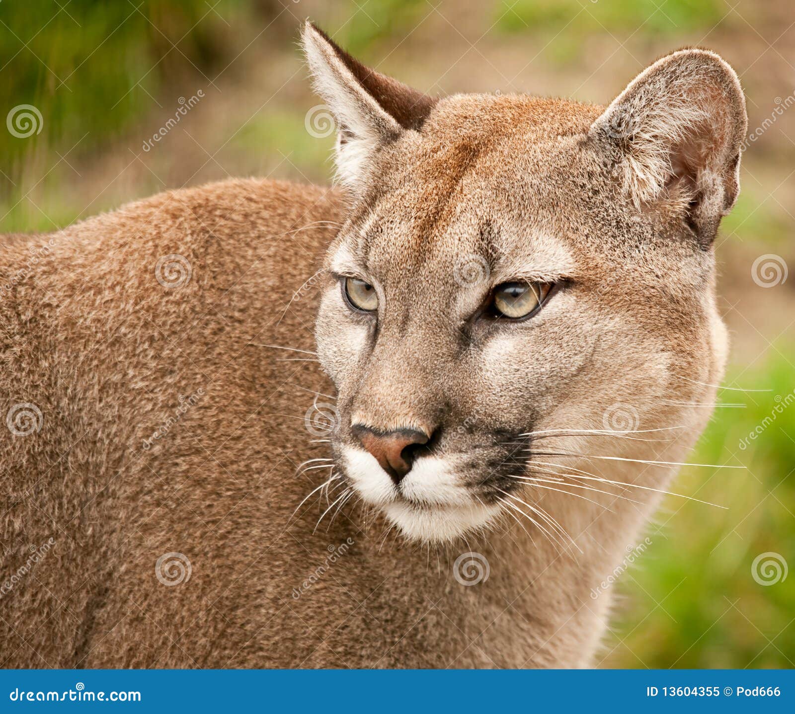 cougar puma or mountain lion