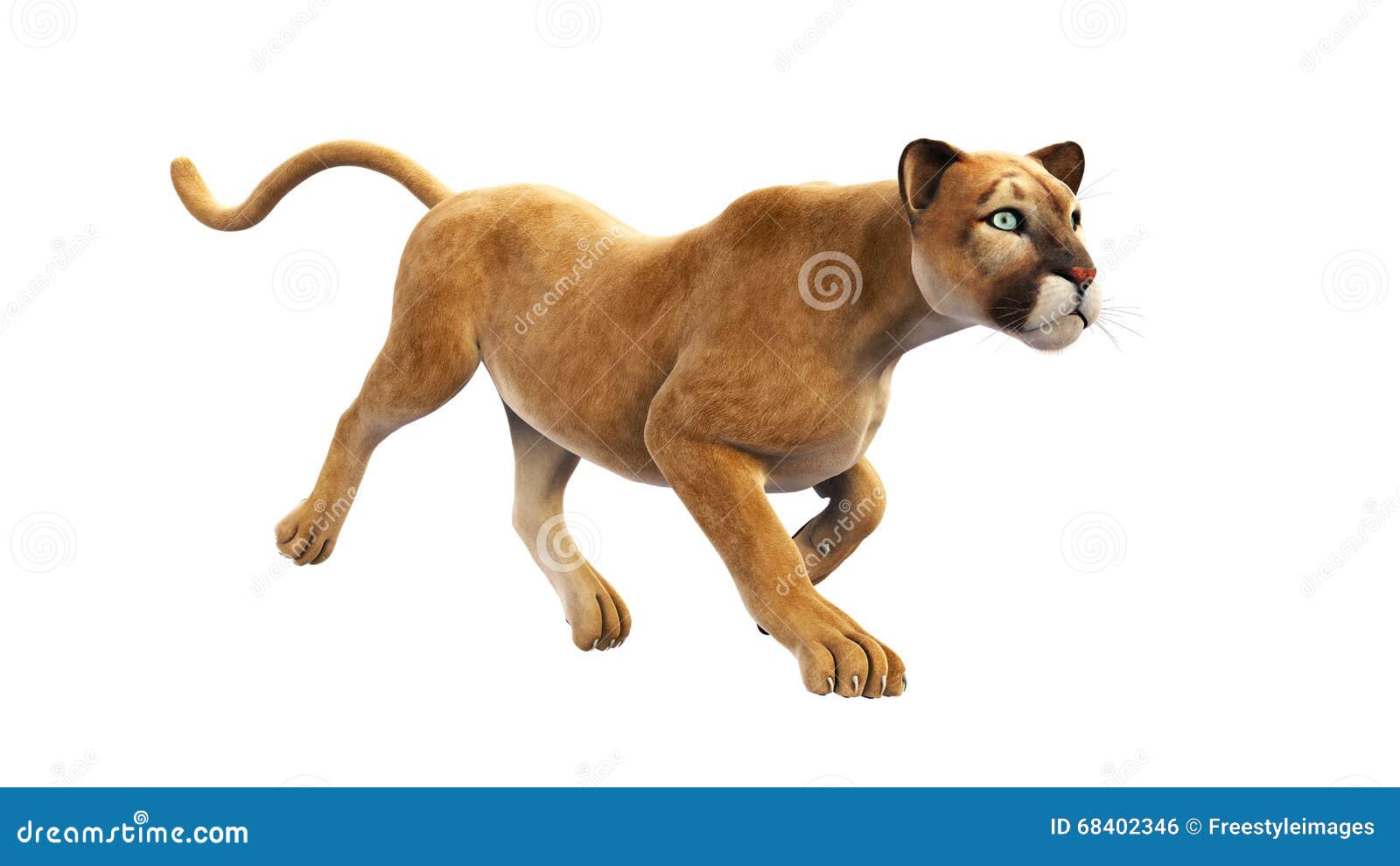 Puma, Mountain Lion Running, Wild Animal on White Background Stock  Illustration - Illustration of mountain, undomesticated: 68402346