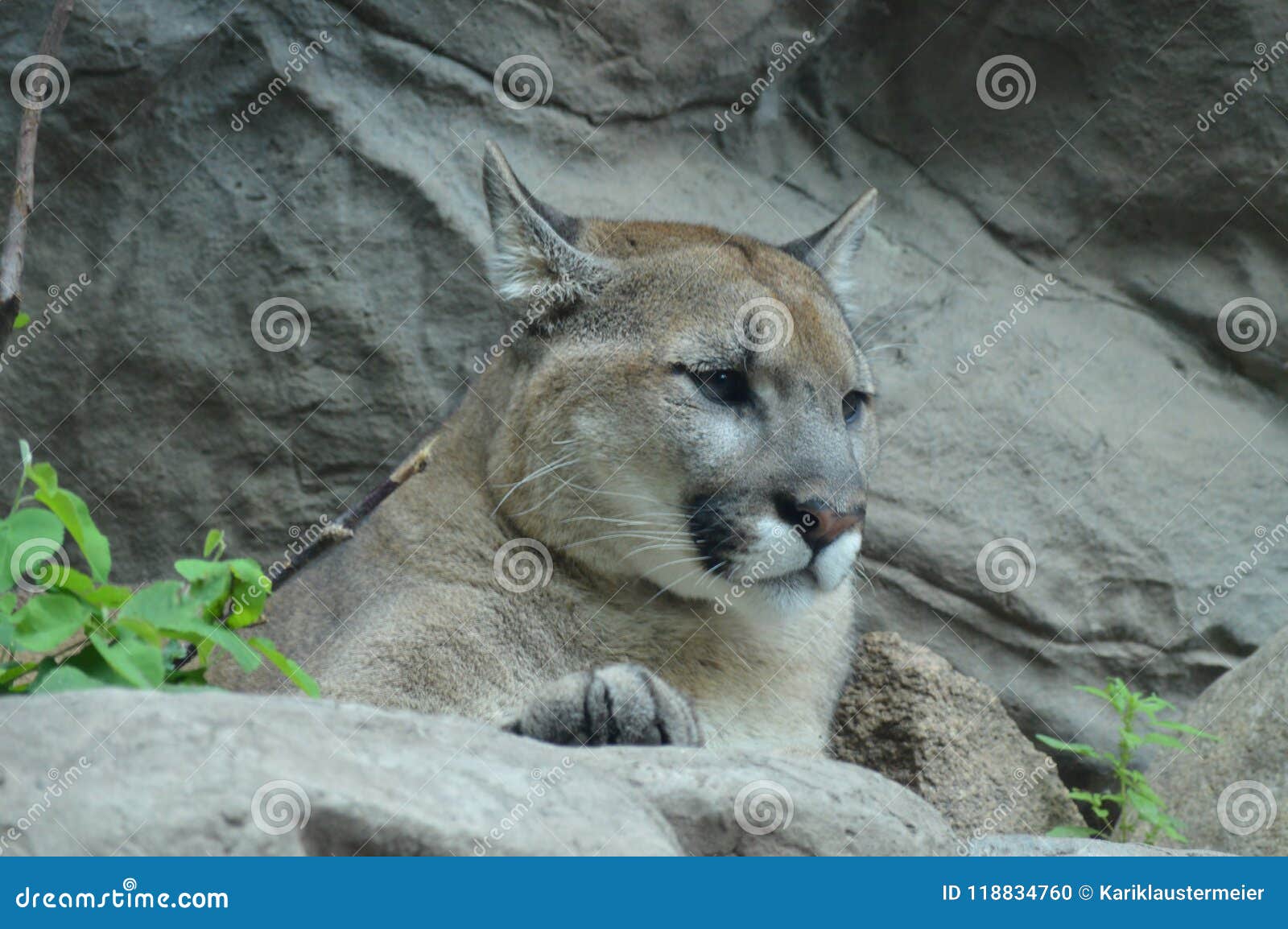 A puma in the outdoors stock photo 