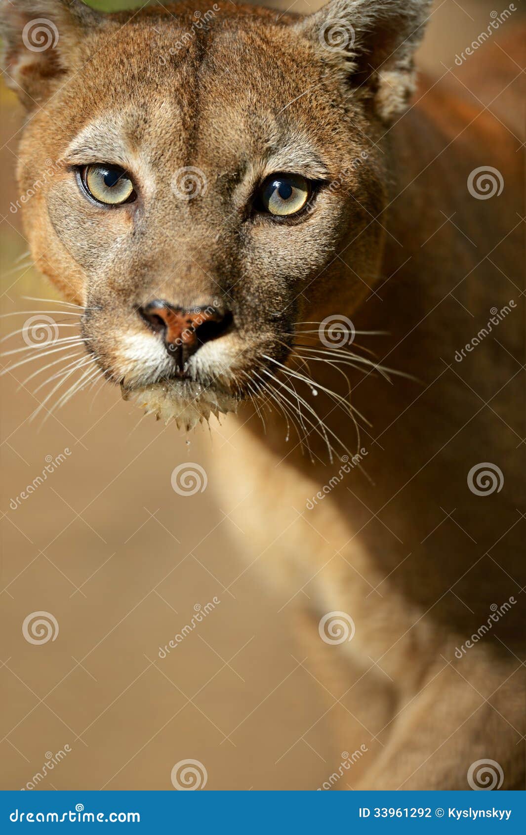 Puma stock photo. Image of themes, wilderness, mammal - 33961292