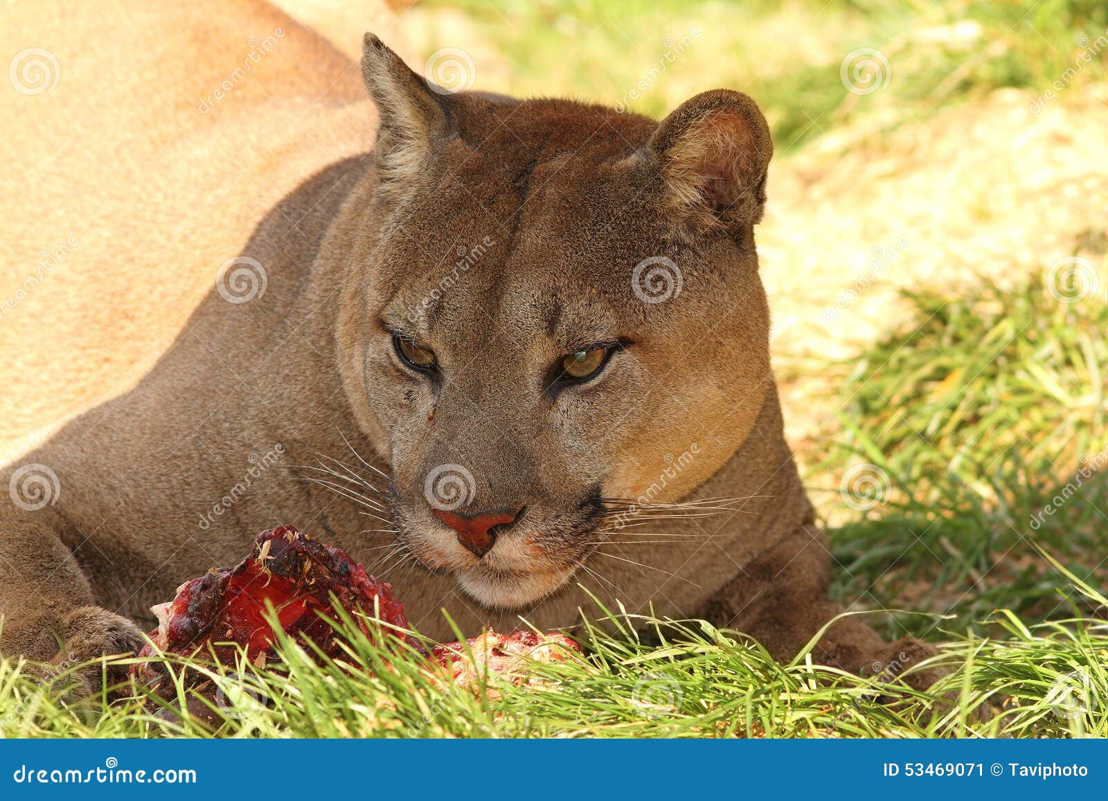 Indica Intacto Yo Puma que come la carne imagen de archivo. Imagen de carne - 53469071