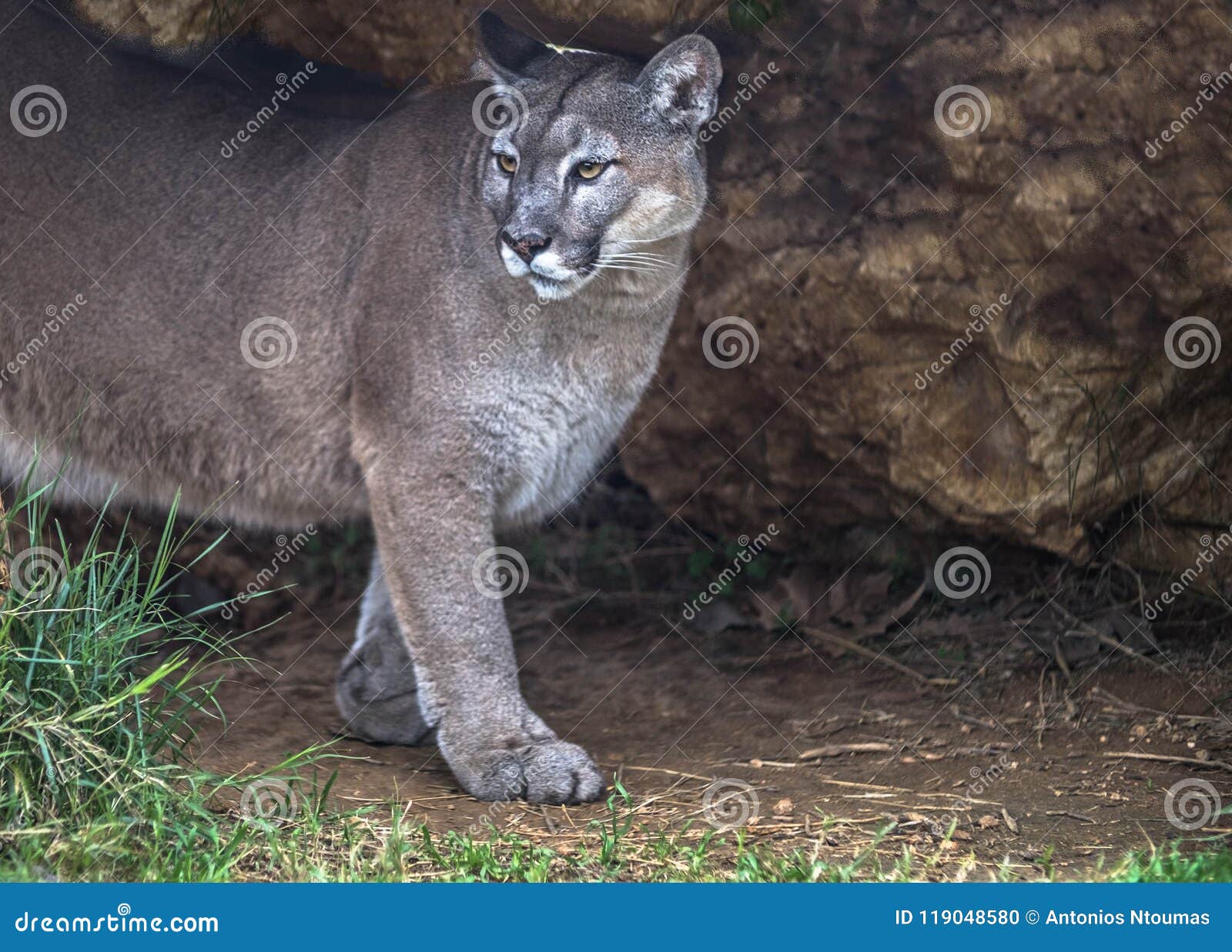 Saludar Porra Todos los años Puma Salvaje, Puma, León De Montaña En Cueva De La Selva Foto de archivo -  Imagen de felino, animal: 119048580