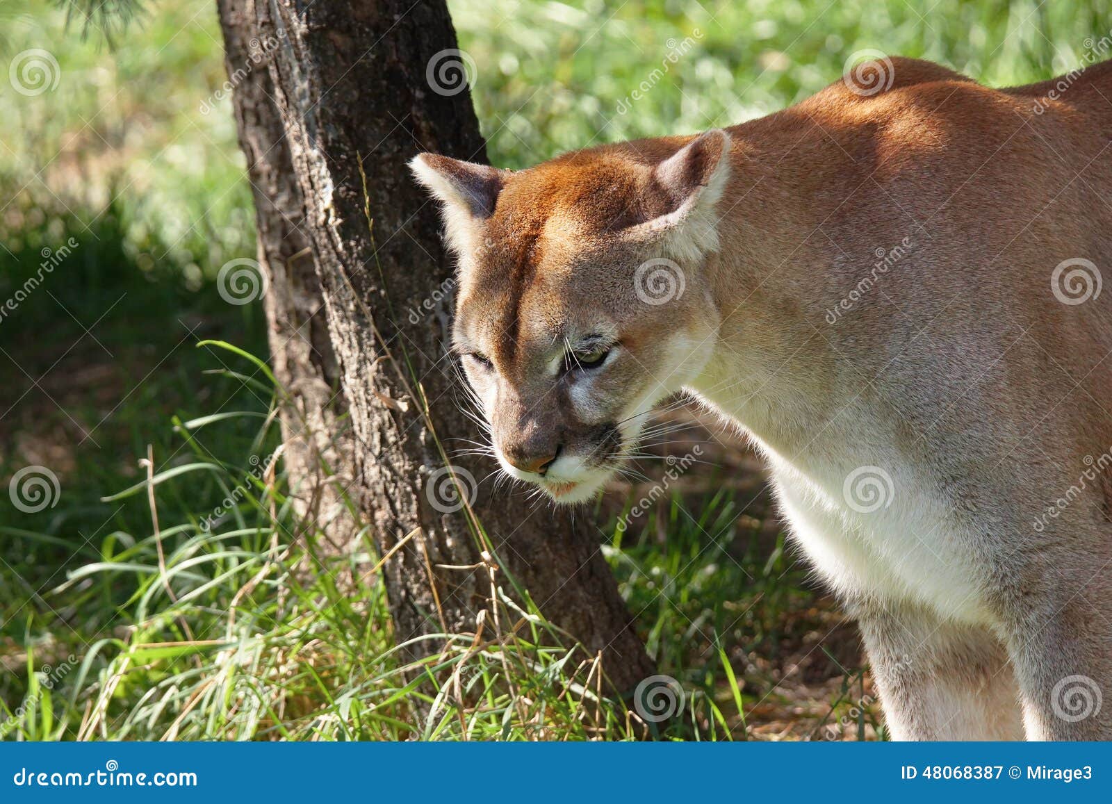 puma habitat natural