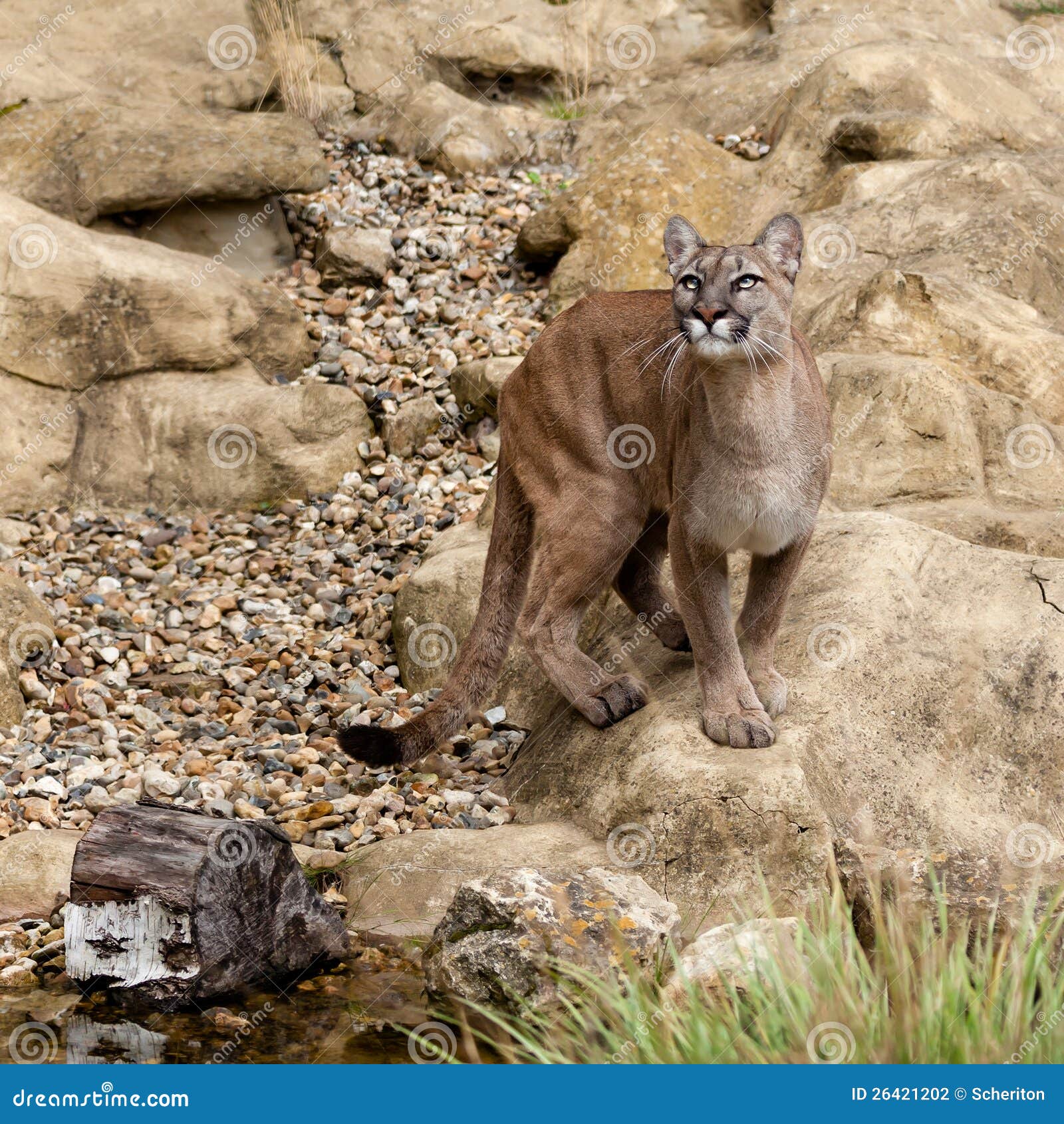 Puma Standing on Rock Gazing Upwards Stock Photo Image of animal