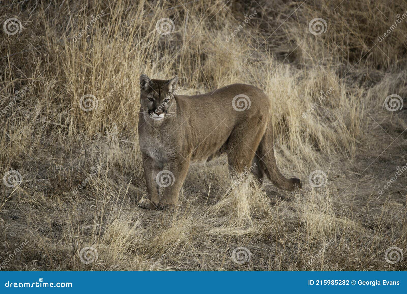 Puma También Llamado Pantera De León De Montaña Puma Cazando En Un Prado En Invierno Colorado Foto de archivo - Imagen de puma, peligroso: 215985282