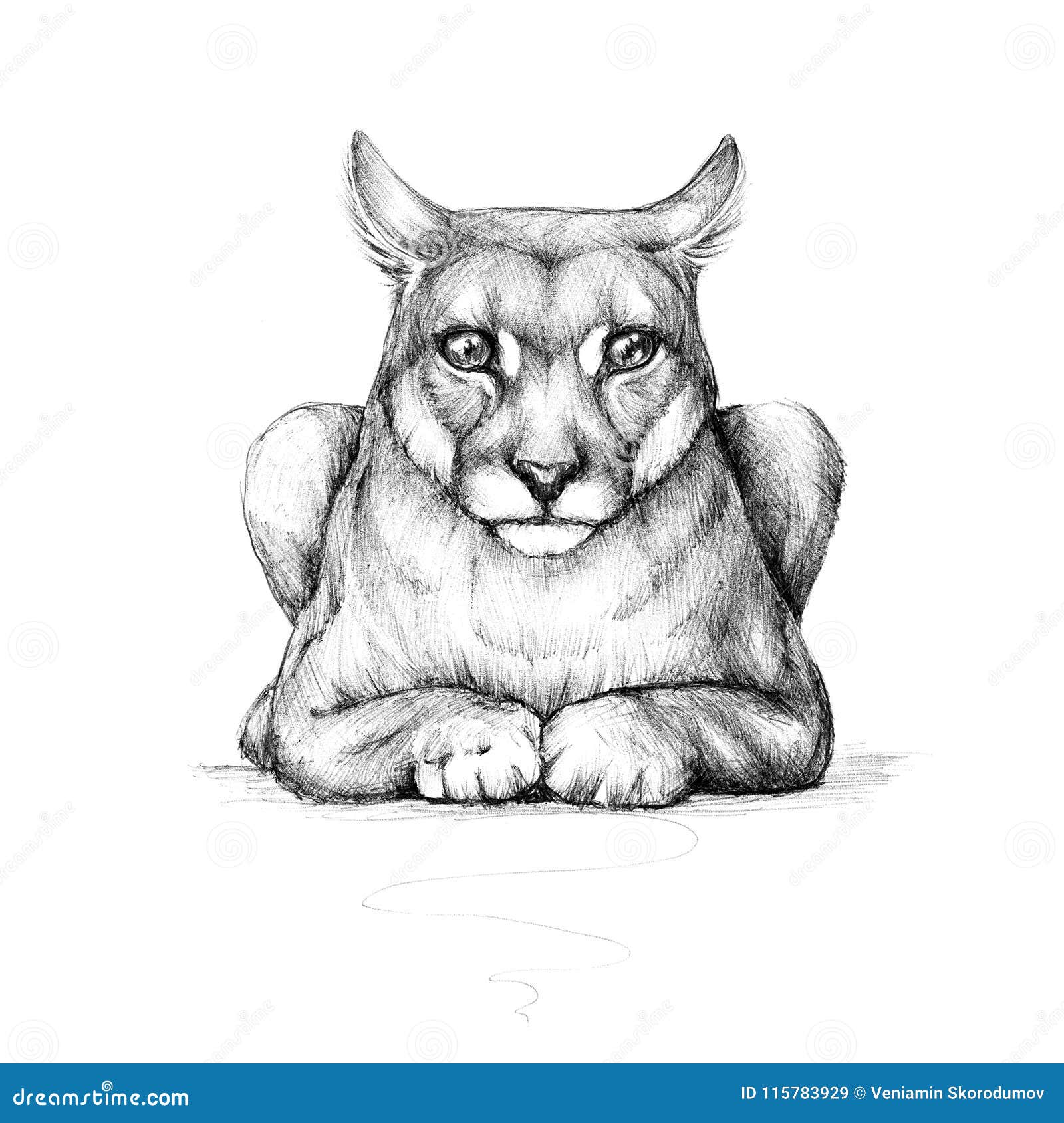 Perder la paciencia Figura Claire Puma, wild cat, drawing stock illustration. Illustration of dangerous -  115783929