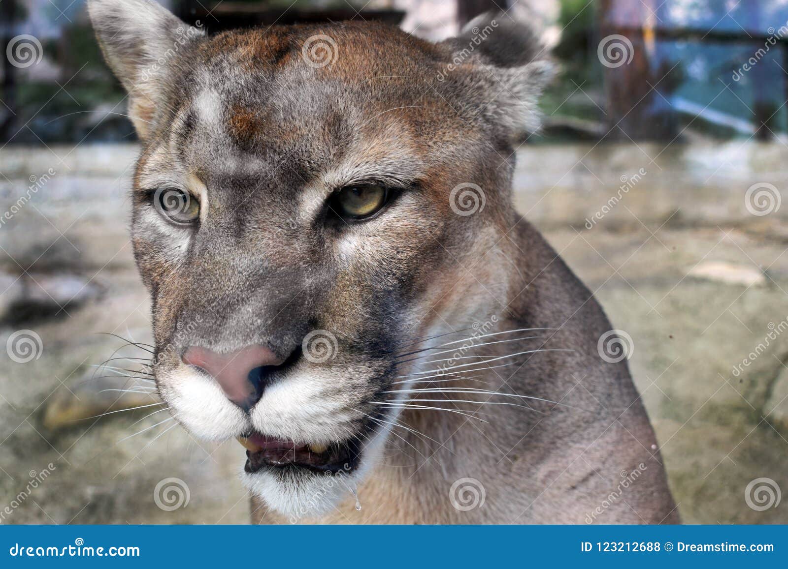 puma wild cat