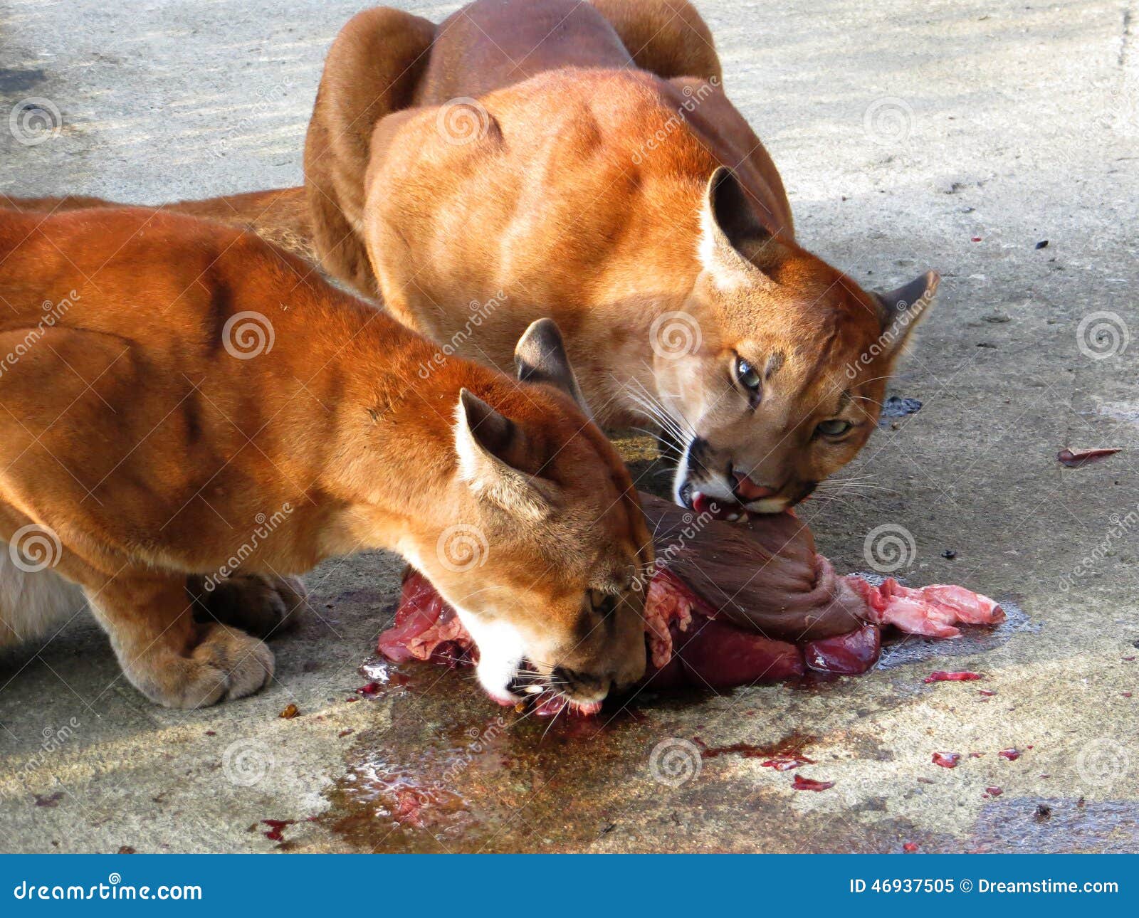 Pumas Que Comen La Carne Fresca Imagen de archivo Imagen de puma: 46937505