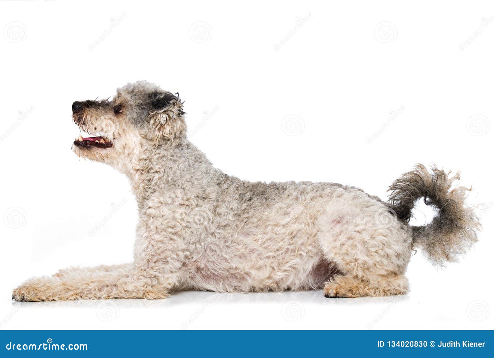 Pumi Dog On White Background Stock Photo Image Of Canine Funny 134020830