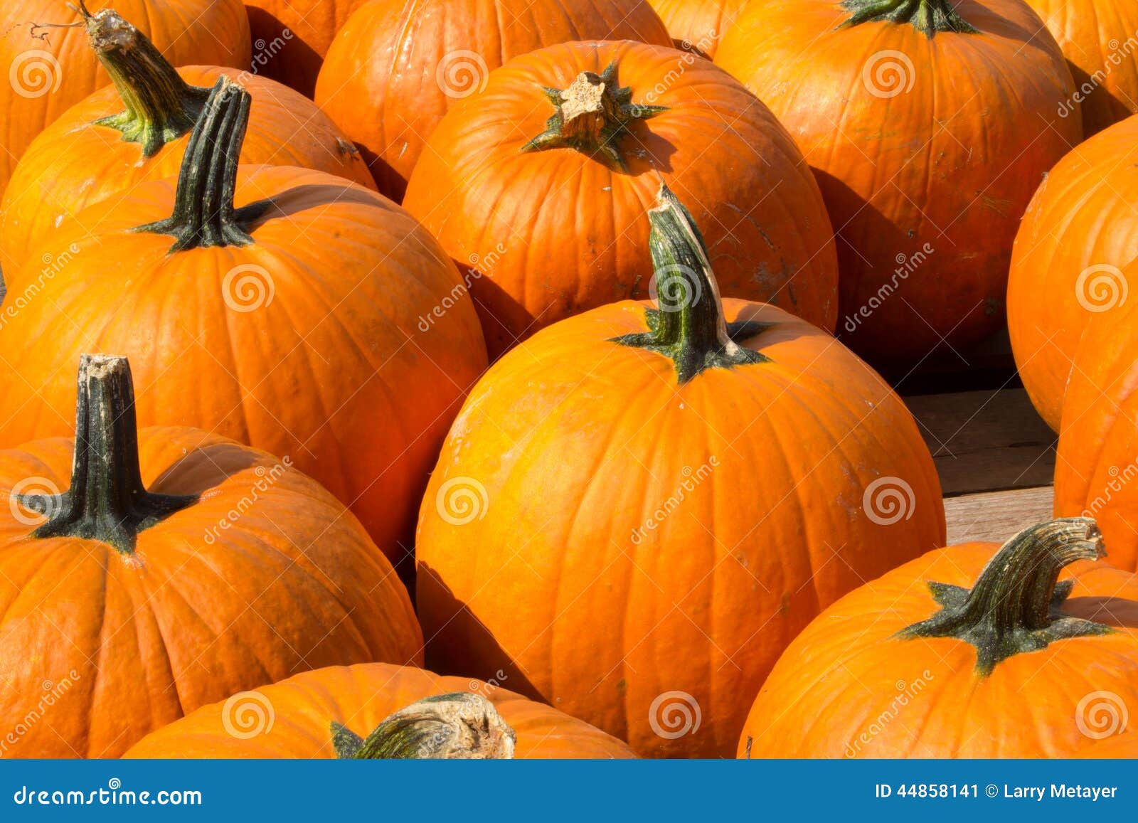 Close-up de Pumkins para a venda em um lugar Virginia Farm