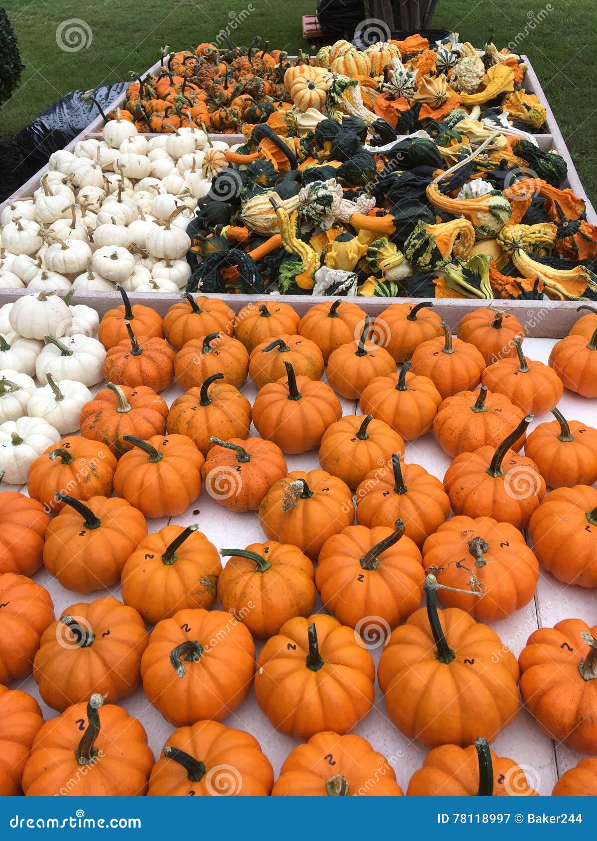Pumpkins, Squash and Gourds Stock Image Image of fall, seasonal 78118997