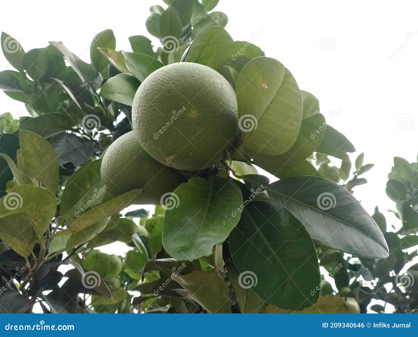 Pummelo or Pomelo (Citrus Maxima) on the Tree , Grapefruit Stock Photo