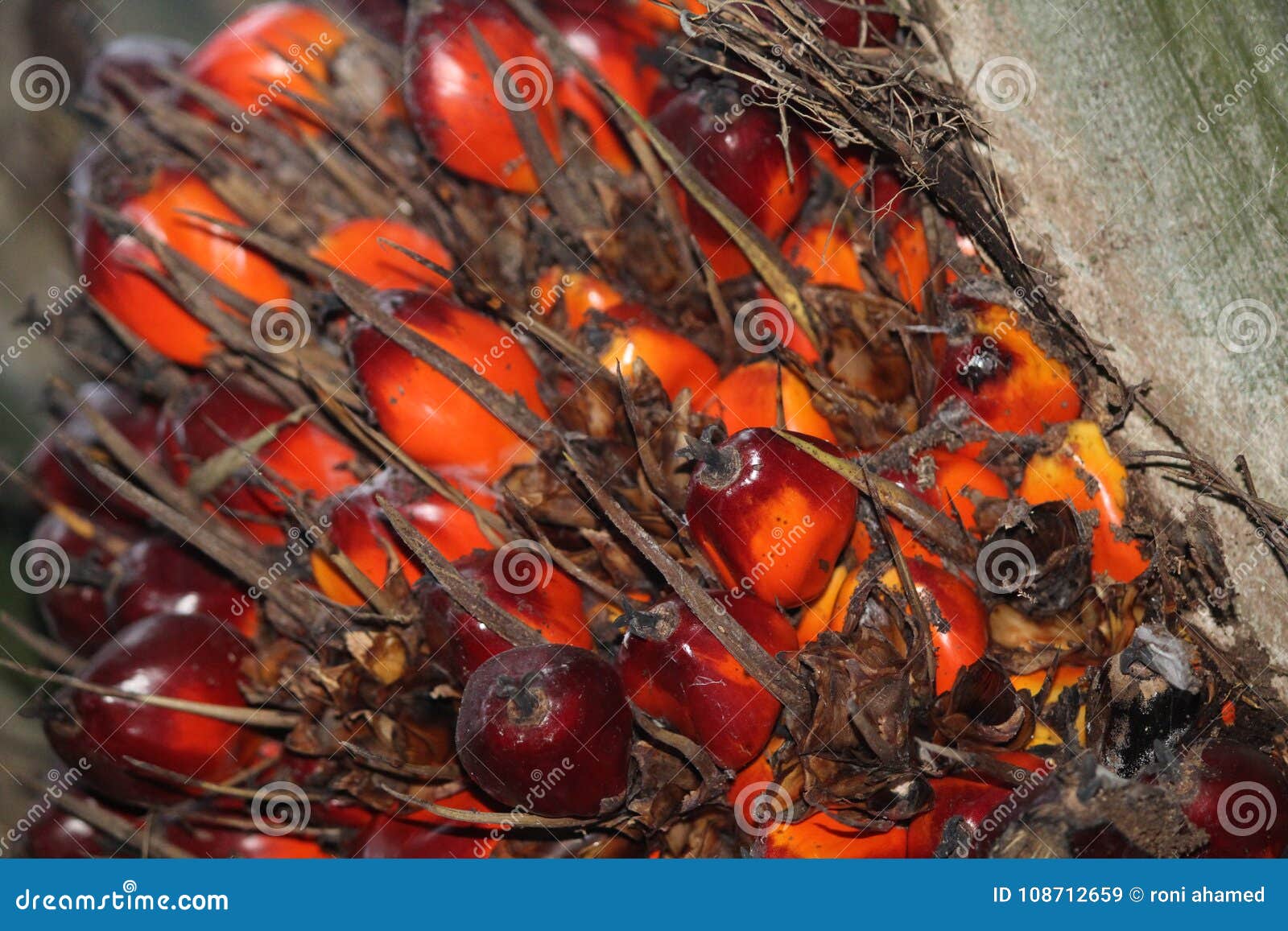 Pump stock image. Image of fruits, pump, awesome, colour 108712659