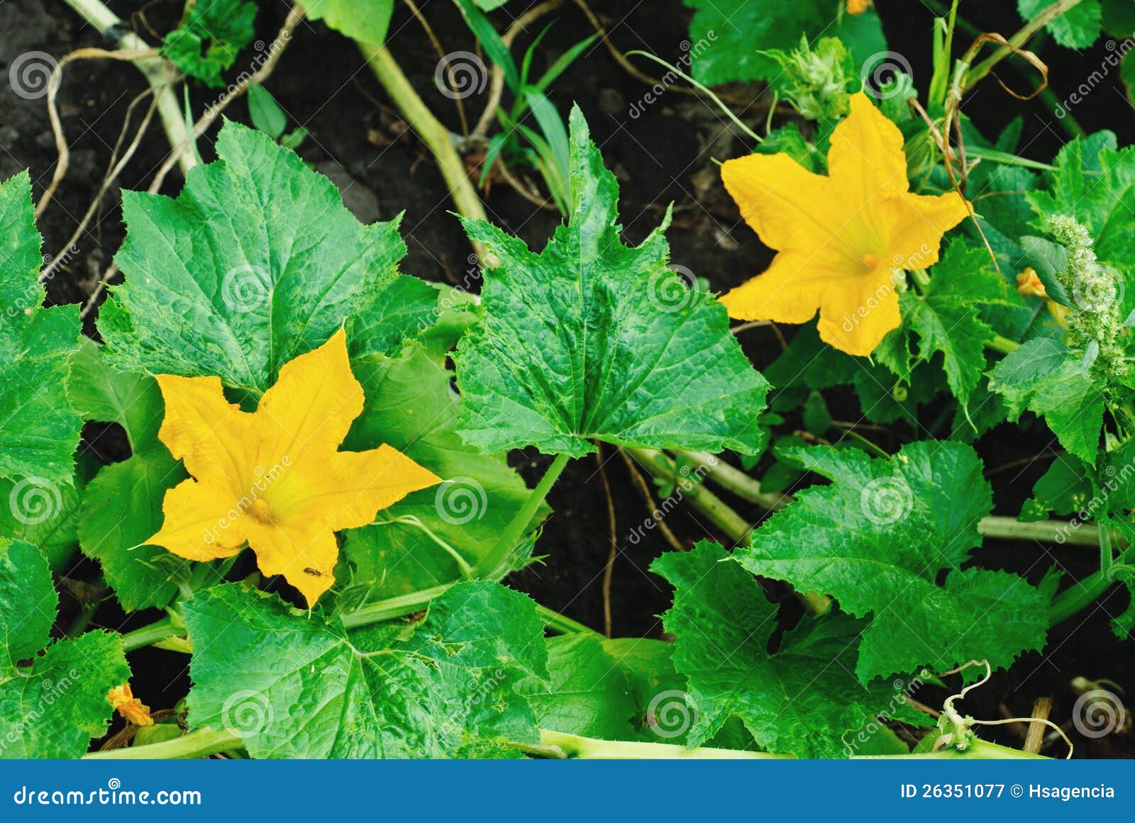 Pumpkin blossom stock image. Image of healthy, nature 26351077