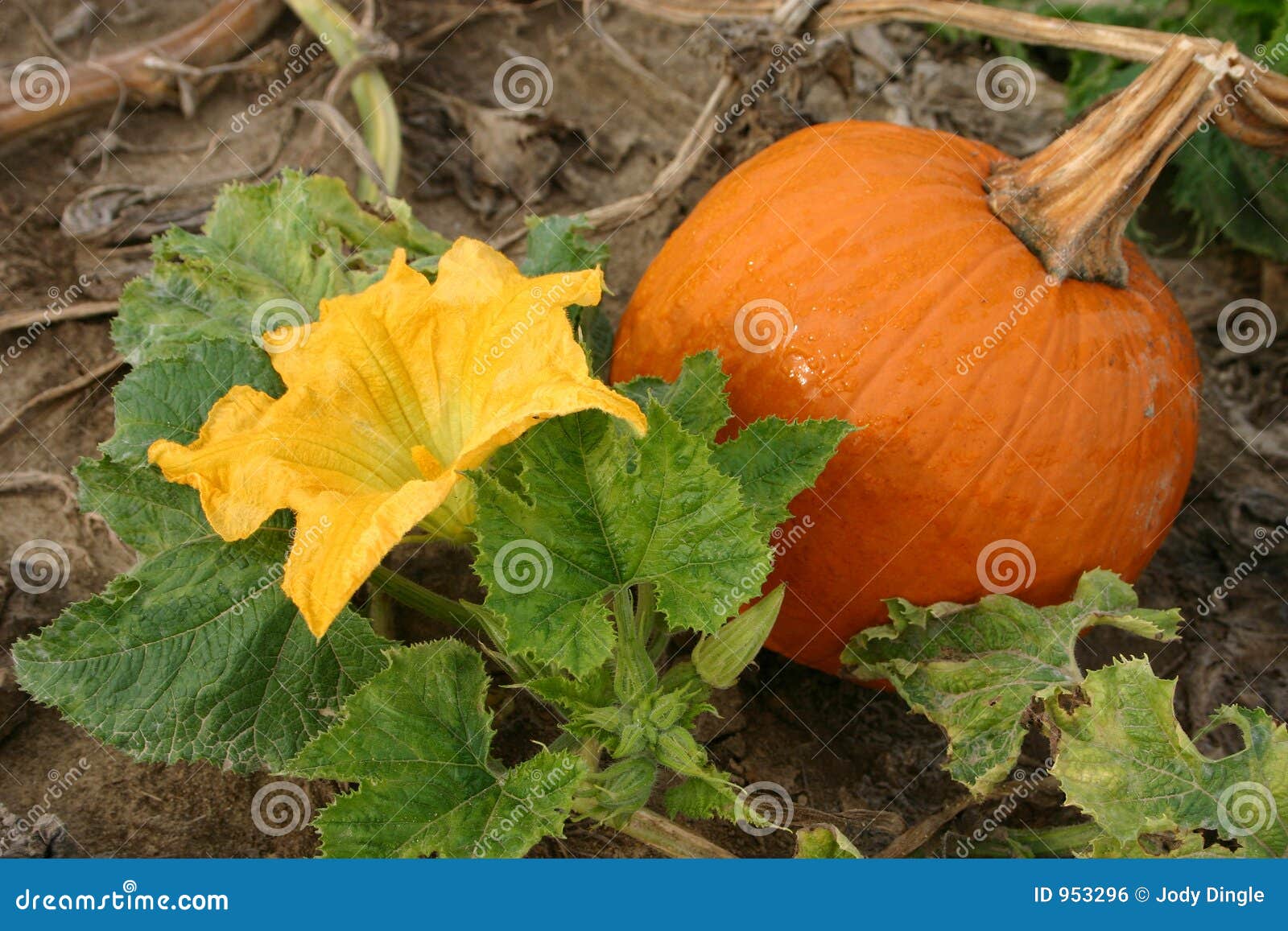 Pumpkin and Blossom stock photo. Image of botanical, halloween 953296