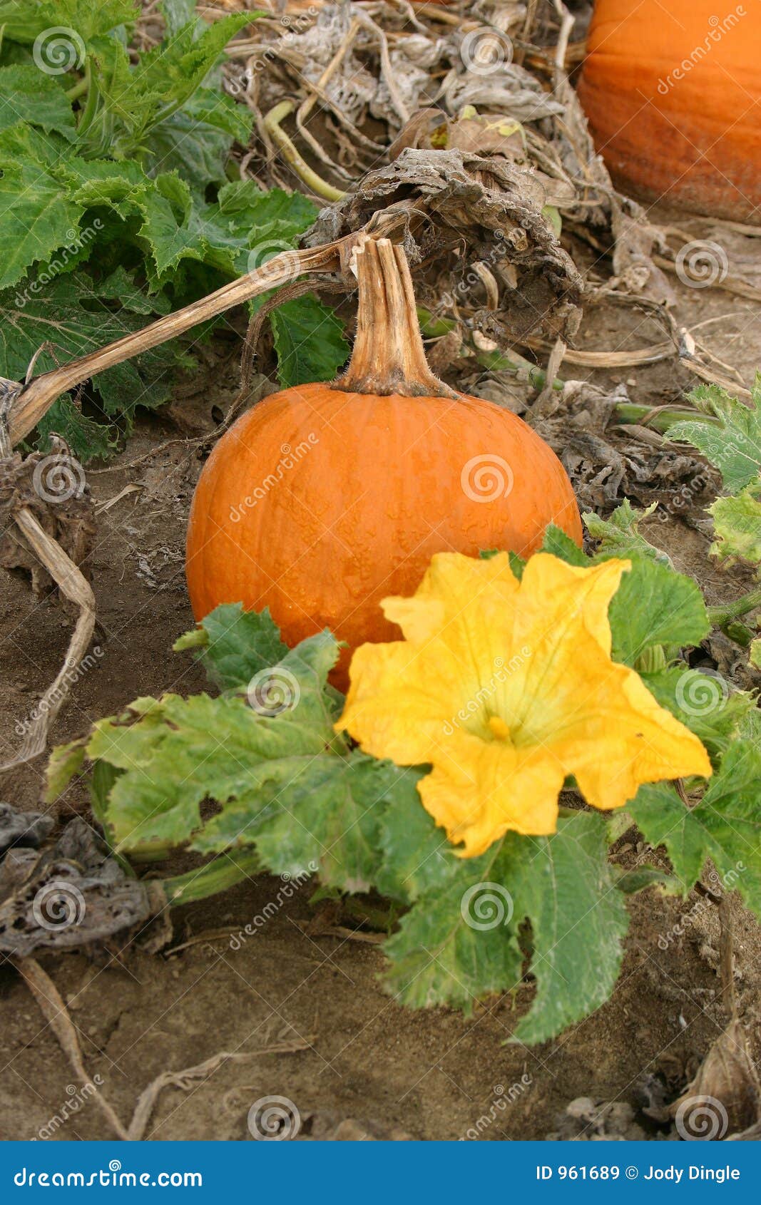 Pumpkin and Blossom stock image. Image of fruit, holiday 961689