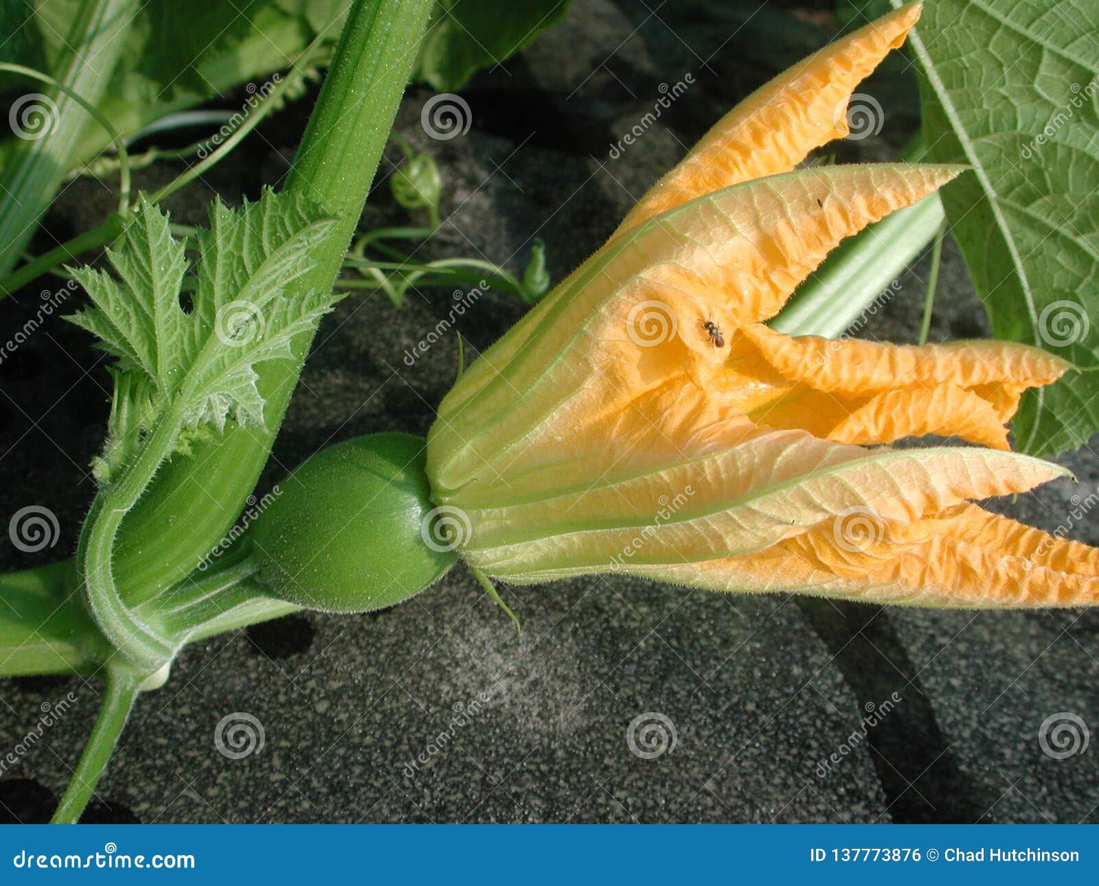 Pumpkin Blossom on the Vine Stock Photo Image of fall, green 137773876
