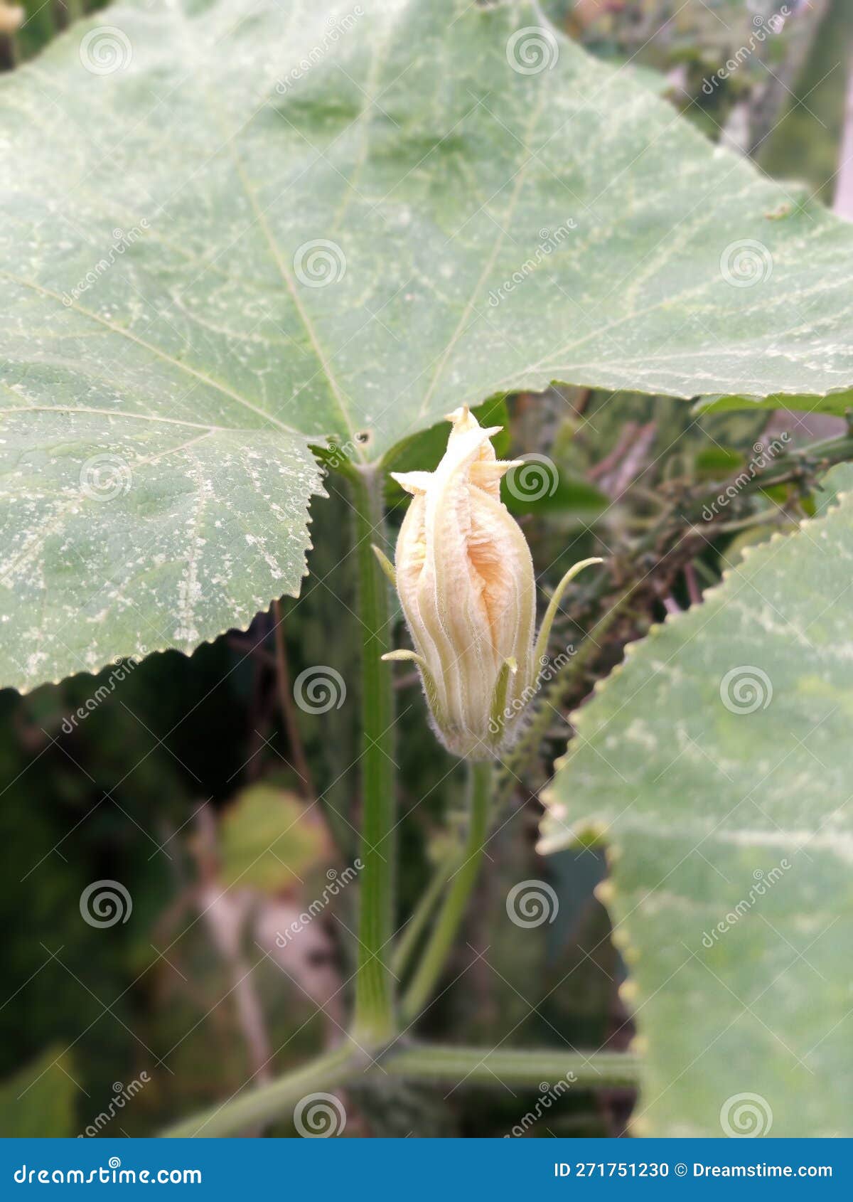 Pumpkin Blossoms Hiding Behind the Leaves Stock Photo Image of