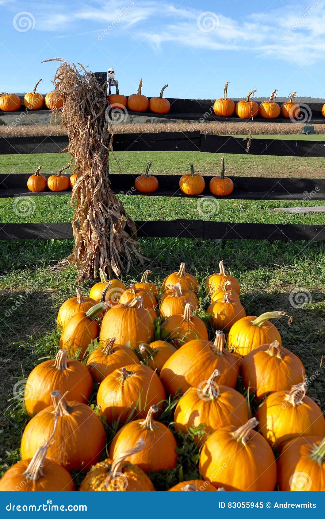 Pumpkin Farm stock image. Image of fence, pumpkins, pumpkin 83055945