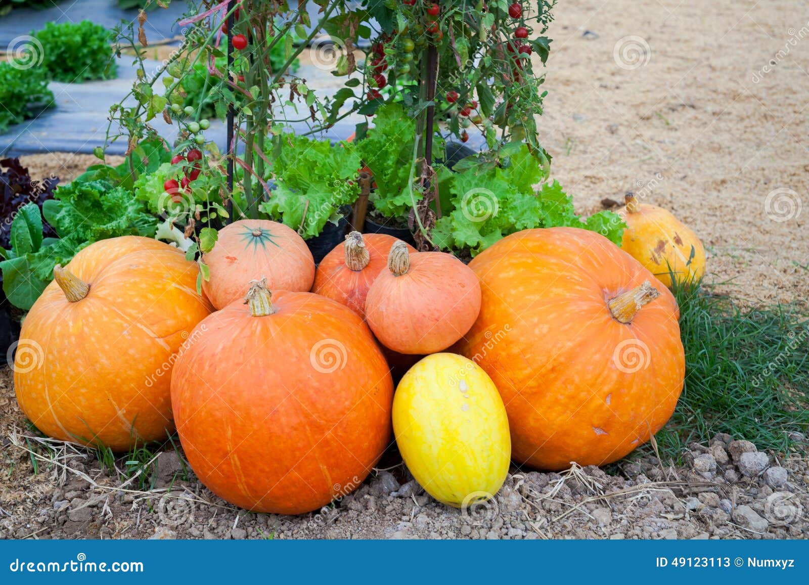 Pumpkin Farm is Ready To Sell Stock Image Image of horizontal, farm