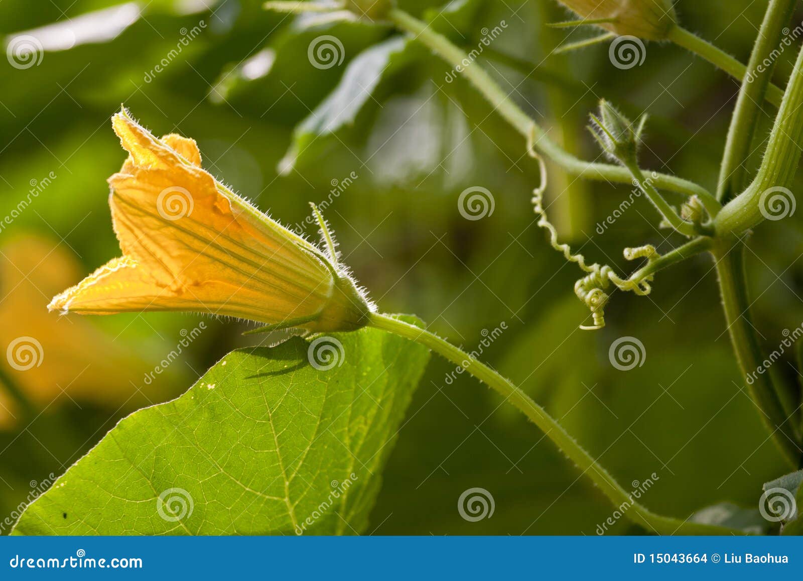 Pumpkin flower stock photo. Image of planting, produce 15043664
