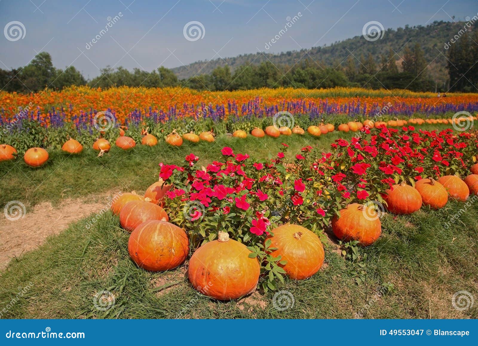 pumpkin and flower garden at jim thomson farm