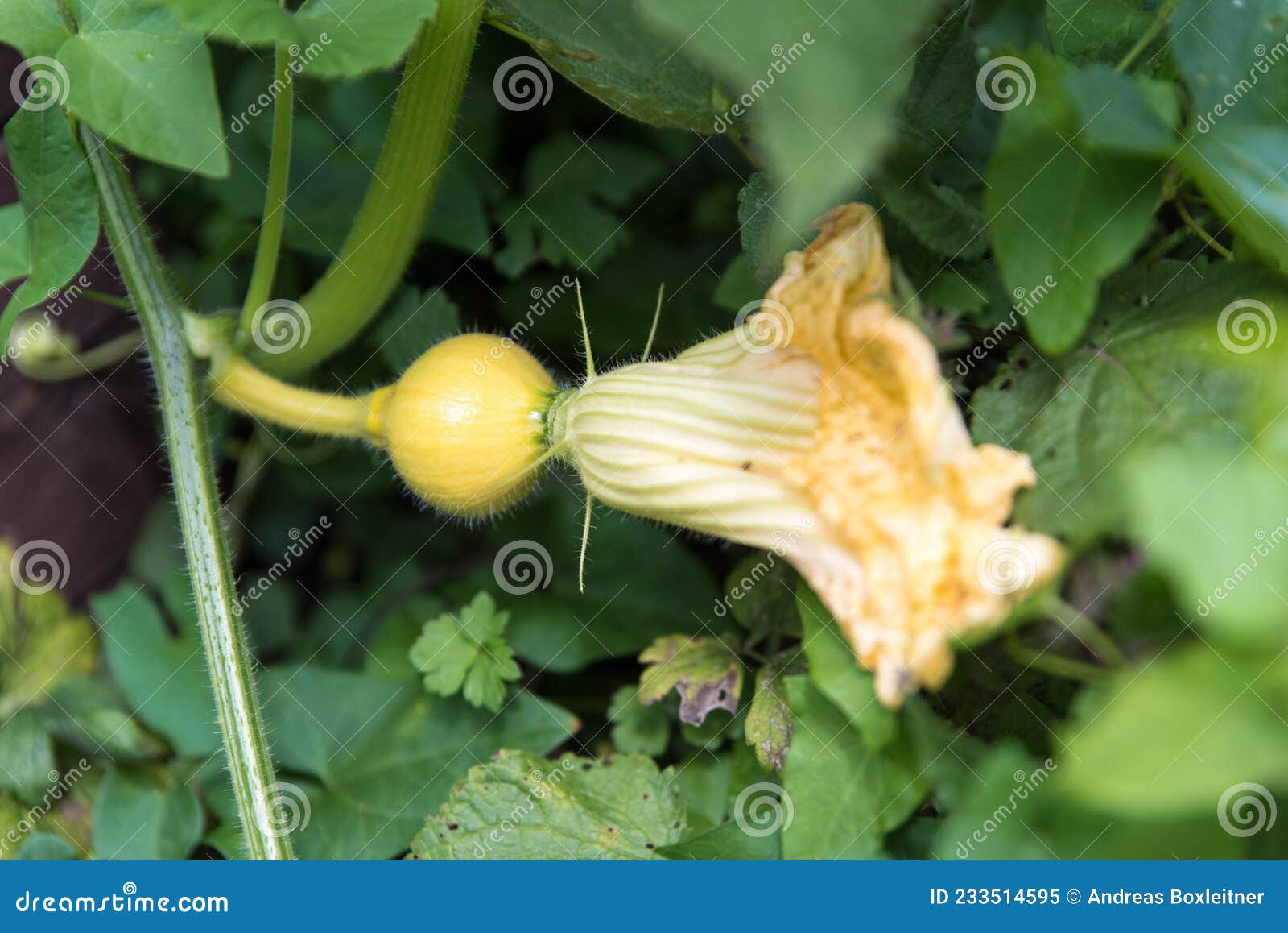 Pumpkin Flower Growing Pumpkin in Garden Stock Image Image of