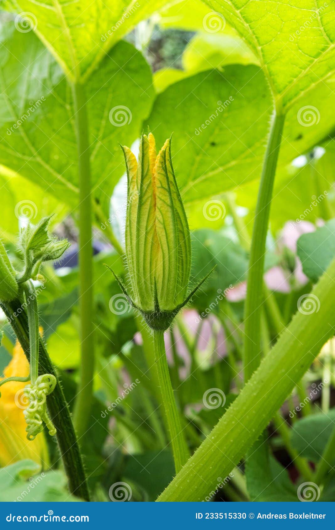 Pumpkin Flower Growing Pumpkin in Garden Stock Photo Image of growth