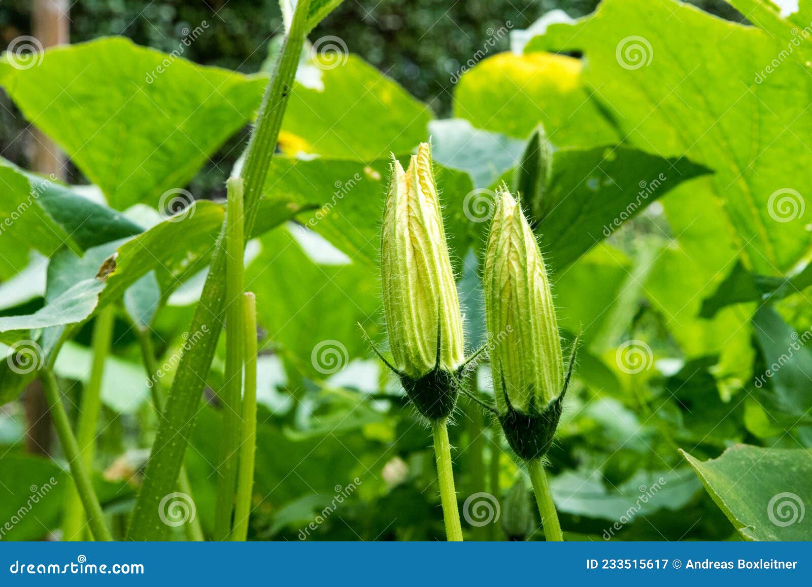 Pumpkin Flower Growing Pumpkin in Garden Stock Image Image of green
