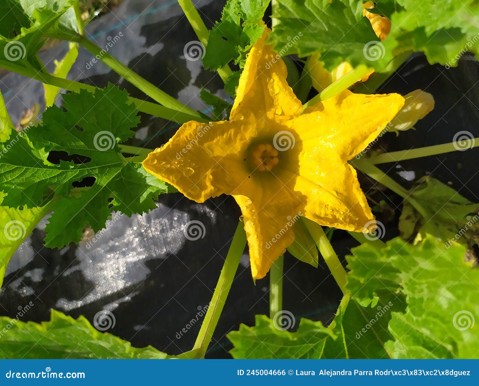 a pumpkin flower with an intense yellow color in a vegetable patch. flor de calabaza con un intenso color amarillo en un huerto.