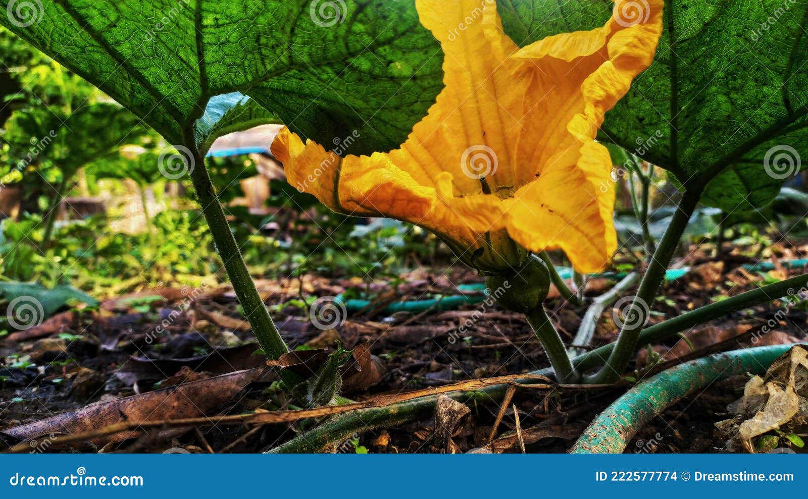 Pumpkin Flowers that Bloom, in the Morning Stock Photo Image of