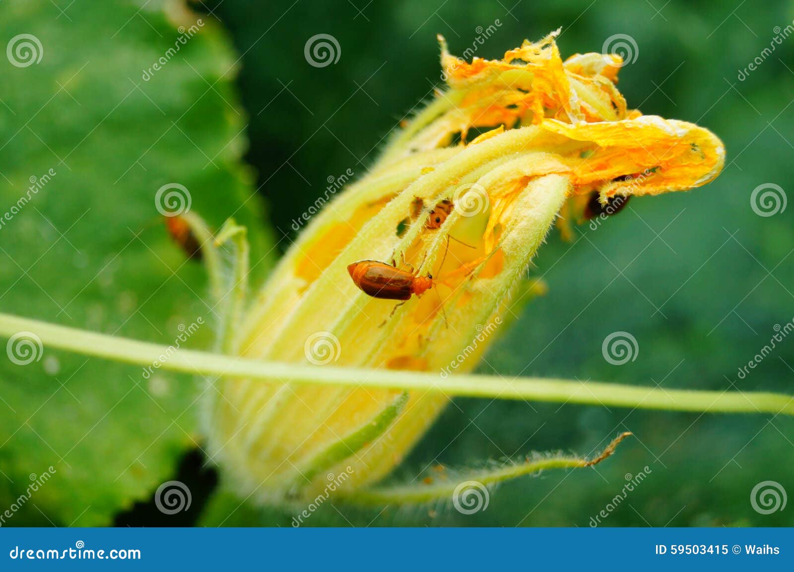 Pumpkin Flowers and Insects Stock Image Image of flora, wildflower