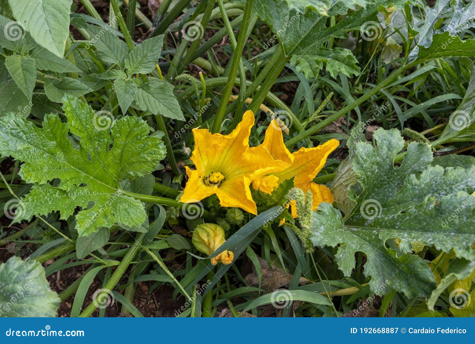 zucchini flowers ready for tasty dishes