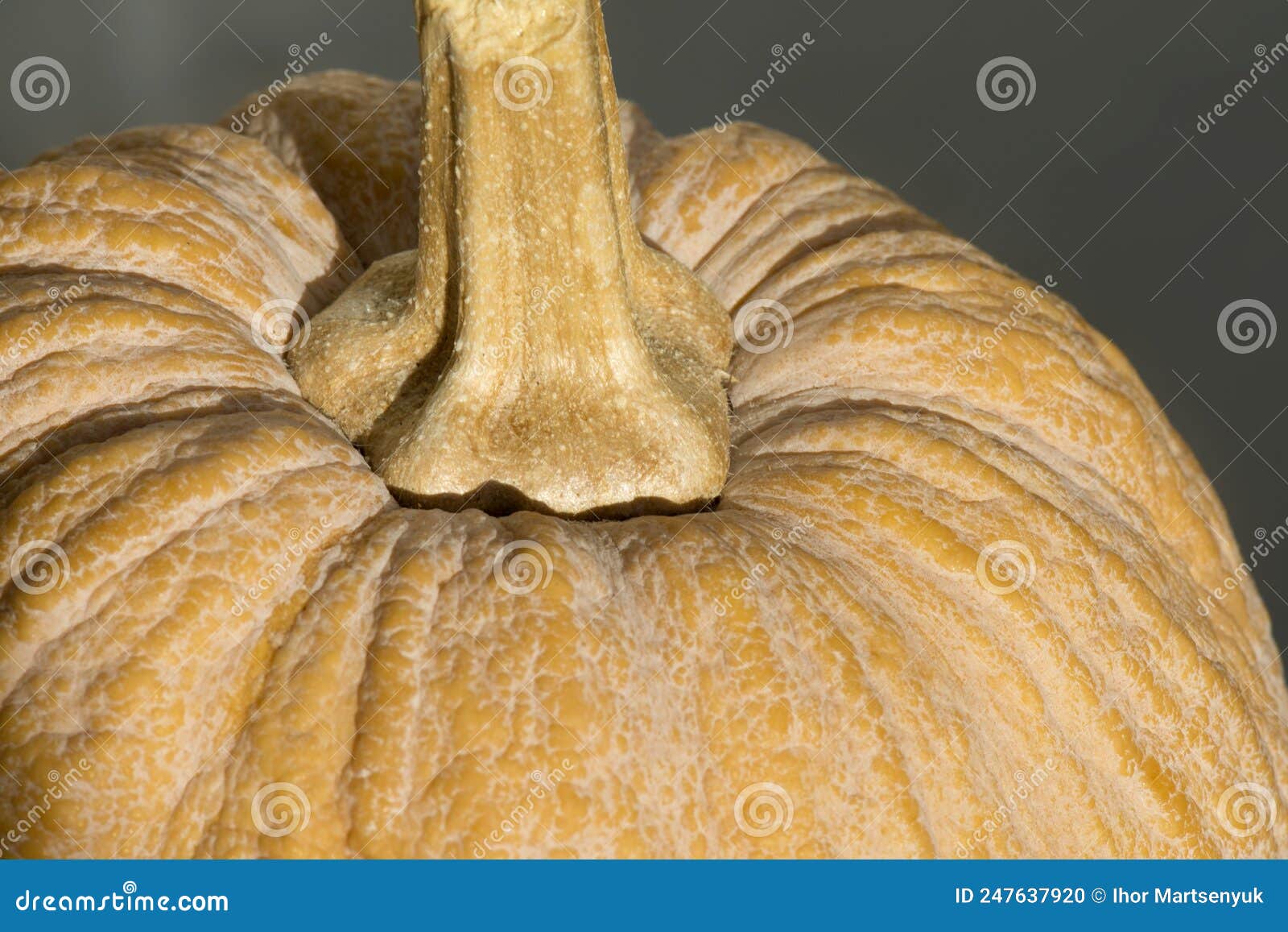 Pumpkin Fruit Closeup. Wrinkled Surface of a Old Pumpkin Cucurbita