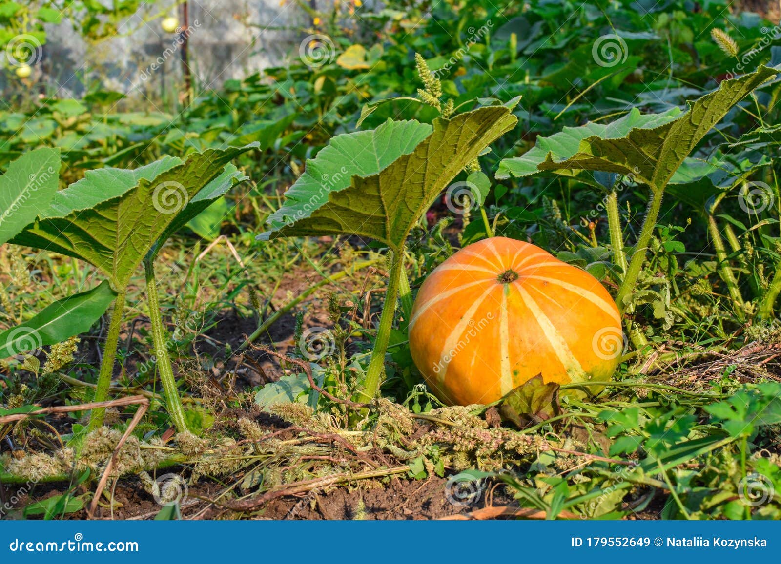 Pumpkin on Garden Bed. Big Orange Pumpkin Growing in the Garden. Stock