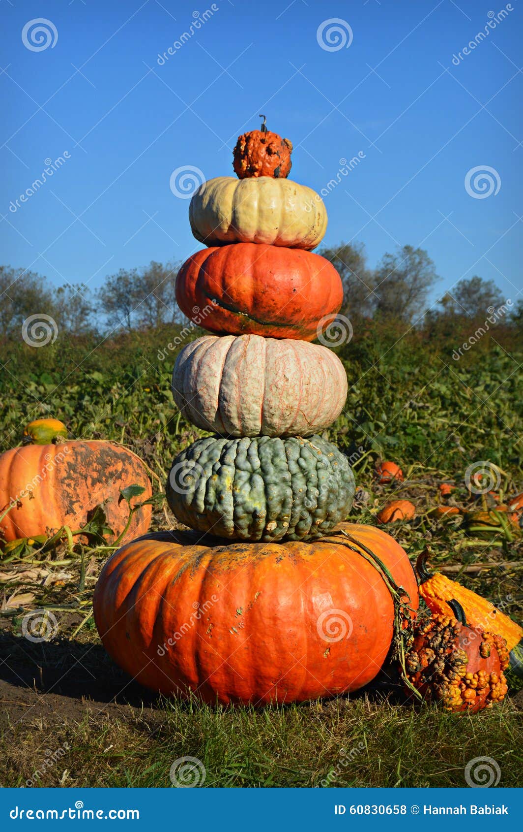 Pumpkin Gourd Tower stock photo. Image of gourd, opposites 60830658