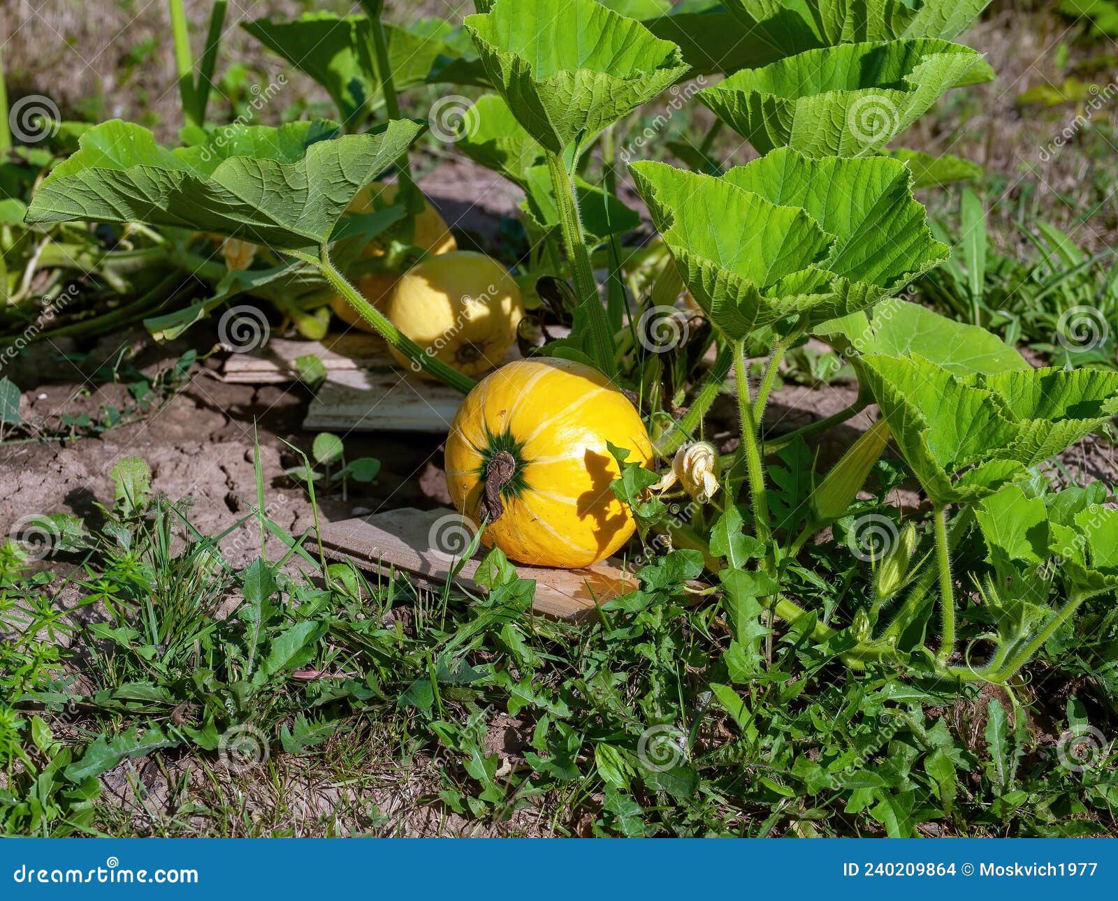 Pumpkin Grows on a Bed in the Garden Stock Photo Image of farming