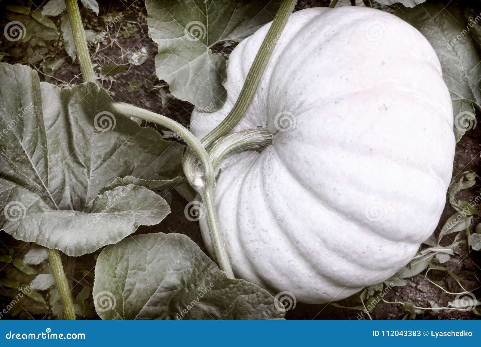 Pumpkin Grows in the Garden among Green Leaves. Stock Image - Image of ...