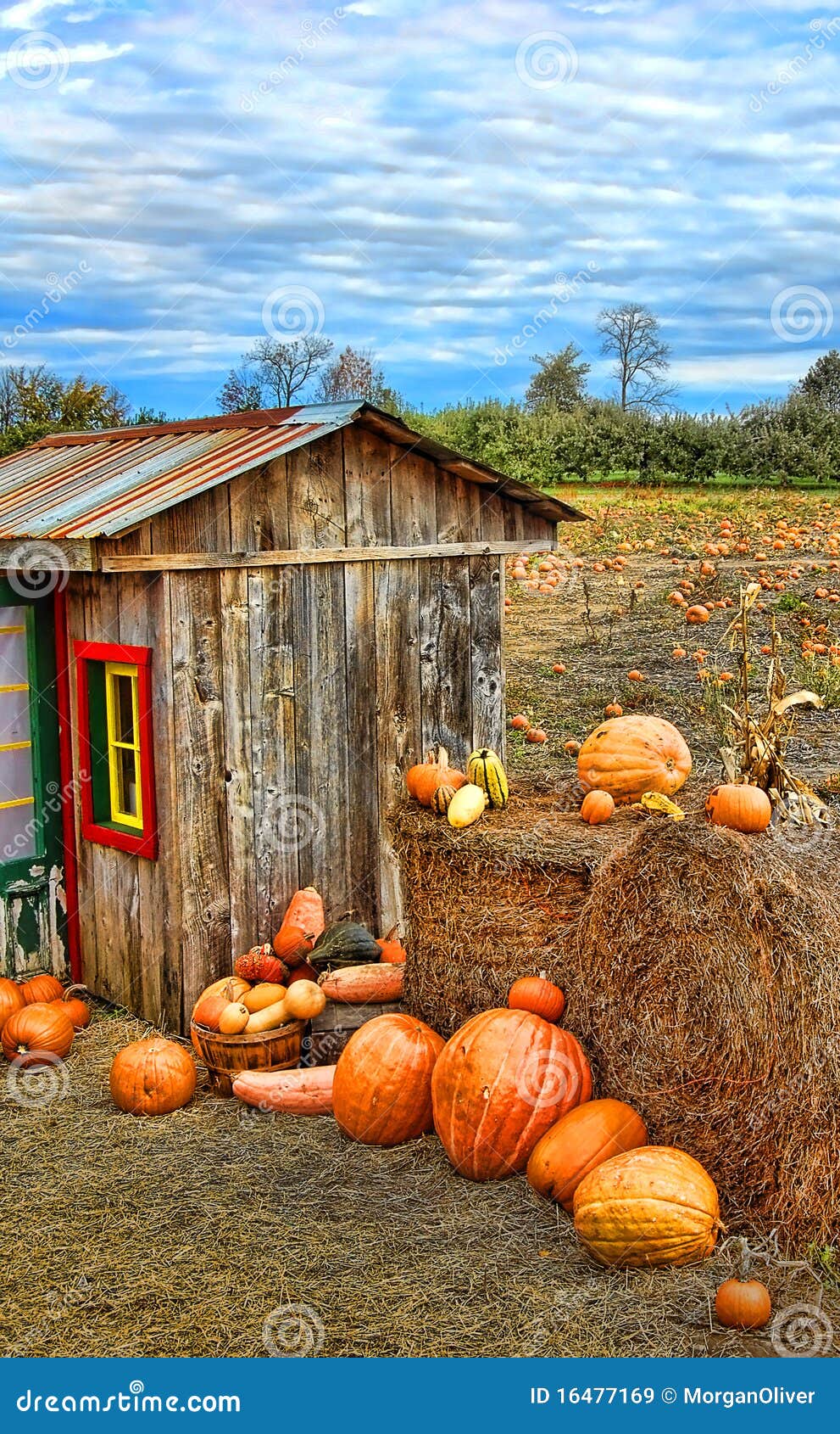 Pumpkin Harvest Season on the Farm Stock Image - Image of farm, pick ...